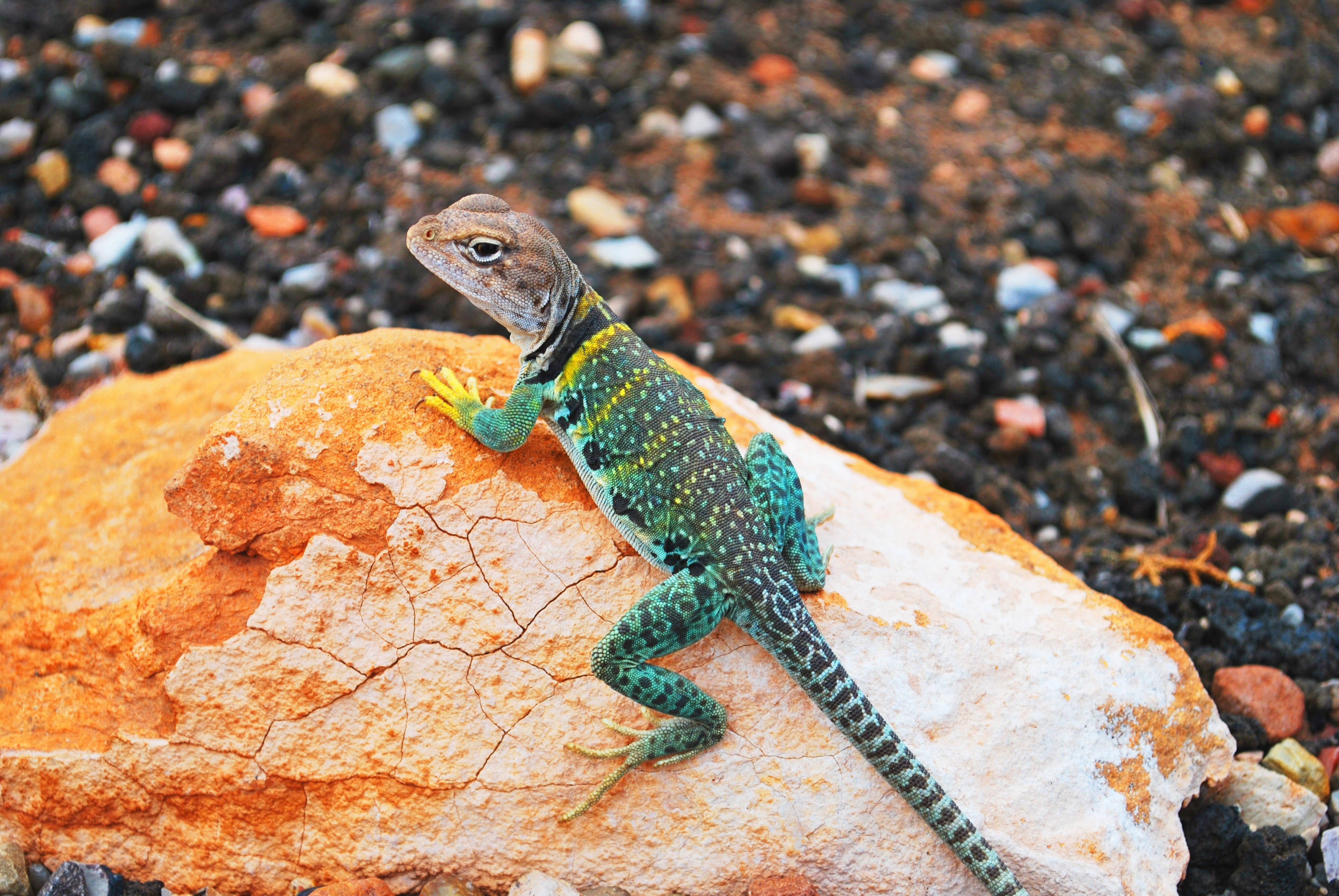 Beliebte Gecko Bilder für Mobiltelefone