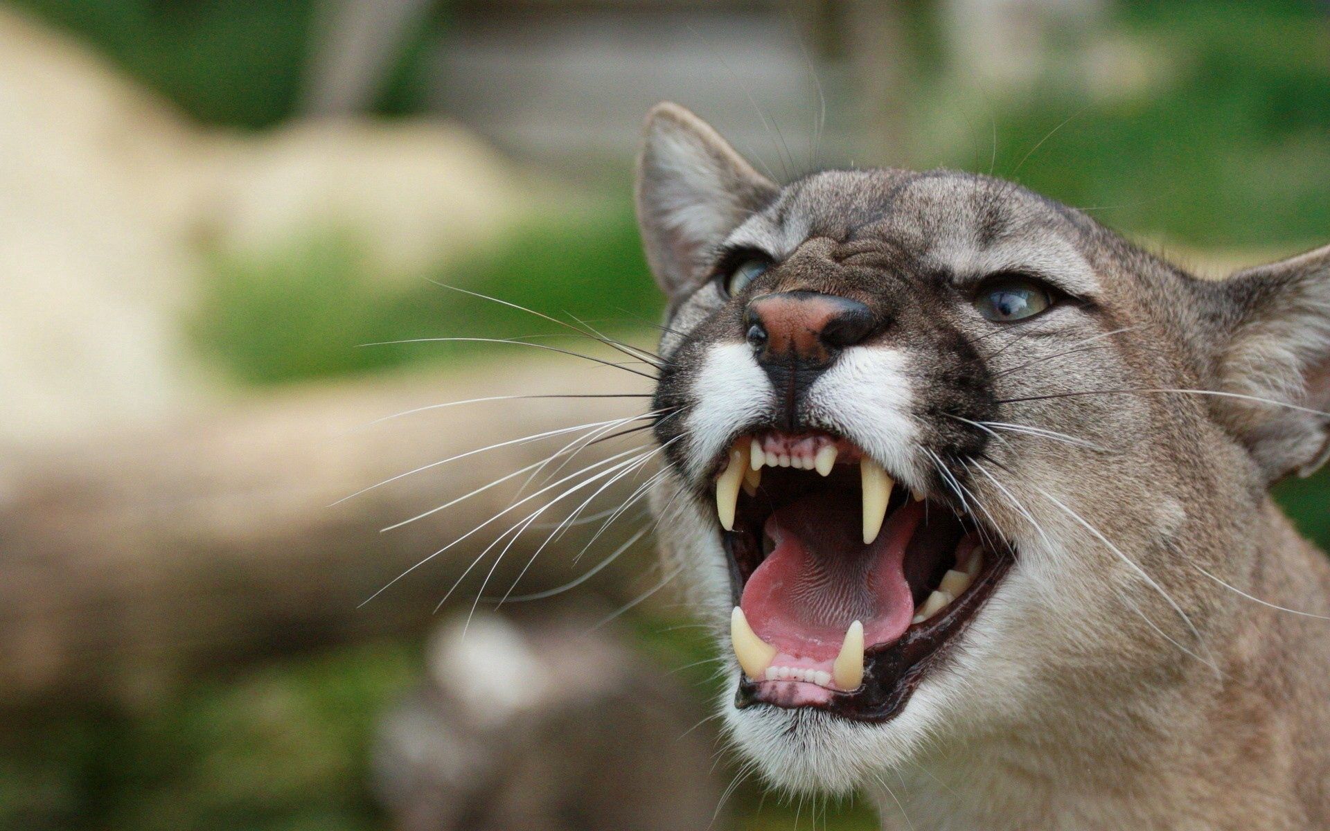 Laden Sie das Tiere, Puma, Grin, Grinsen, Zähne, Fangzähne, Zorn, Wut-Bild kostenlos auf Ihren PC-Desktop herunter