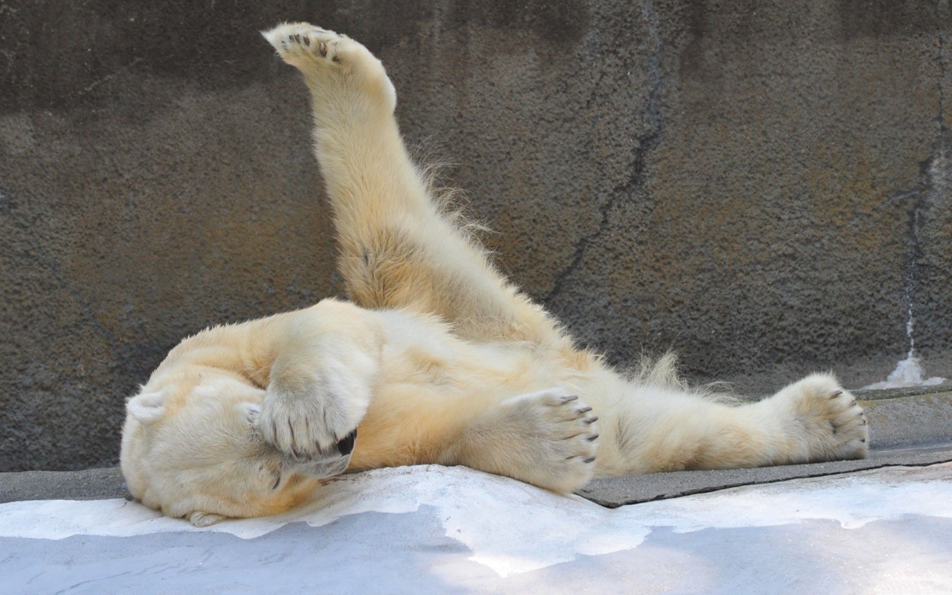 lie, polar bear, playful, animals home screen for smartphone