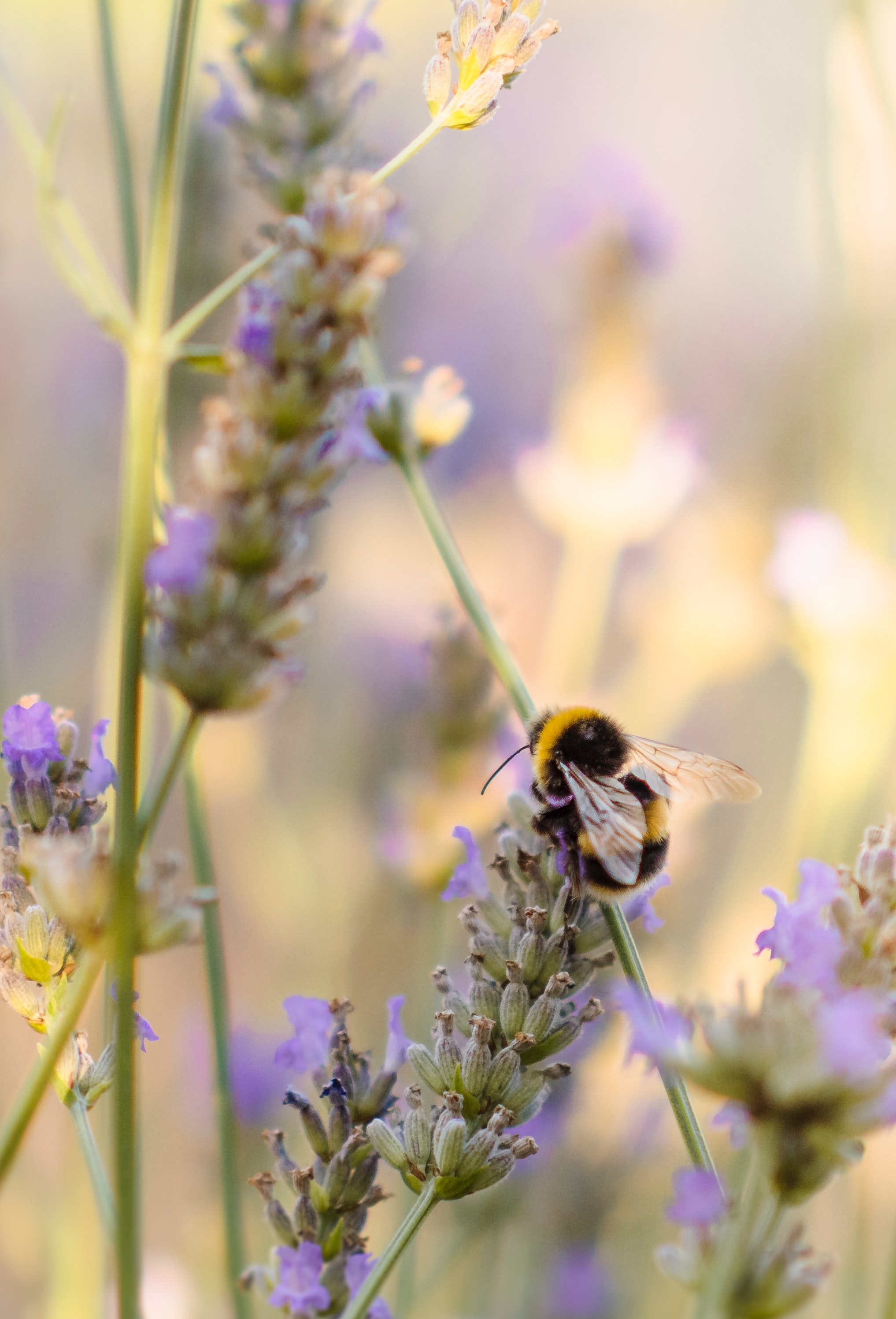 animals, flower, macro, insect, bumblebee mobile wallpaper