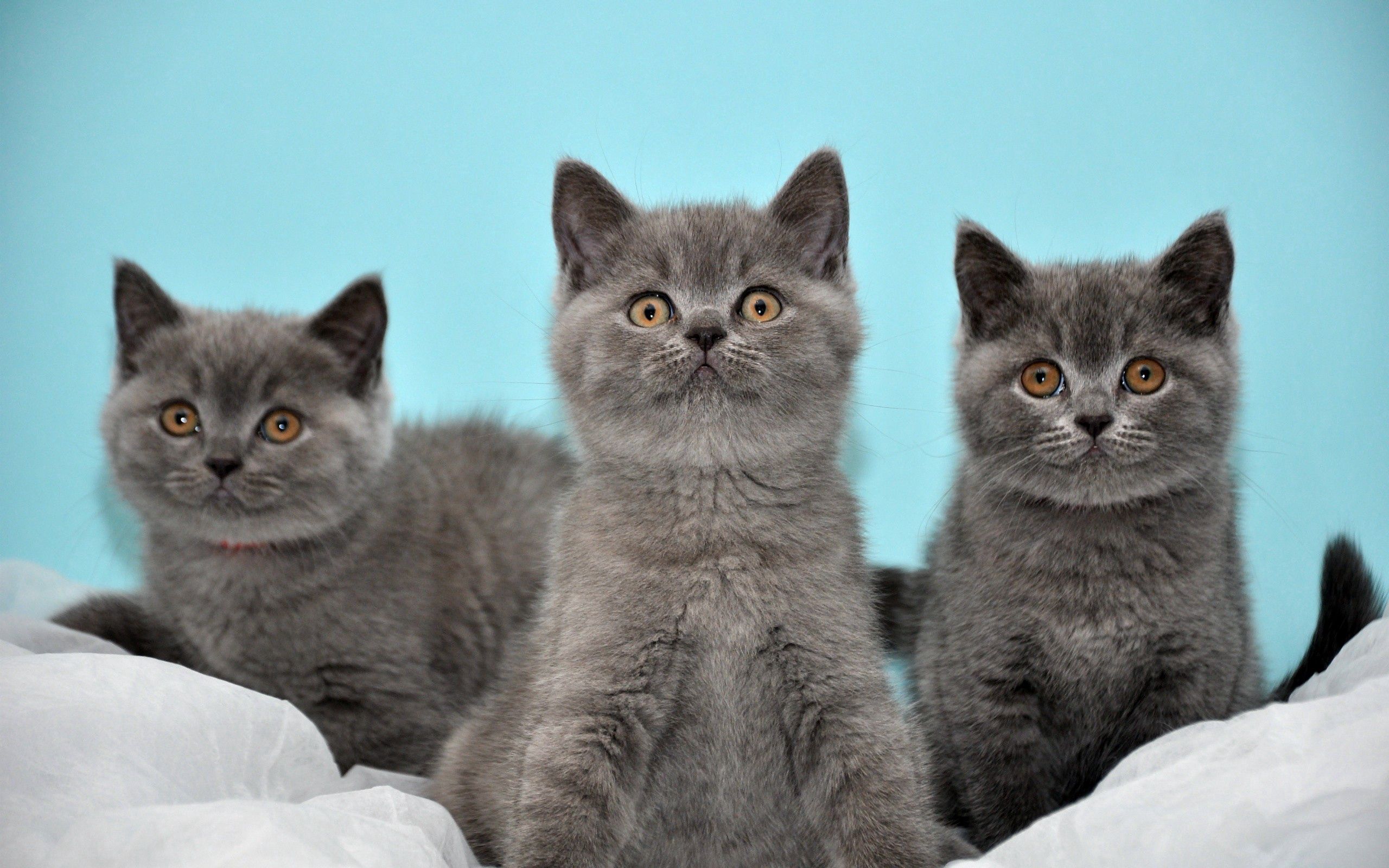 115074 free download Gray wallpapers for phone, lie, three, kittens, animals Gray images and screensavers for mobile