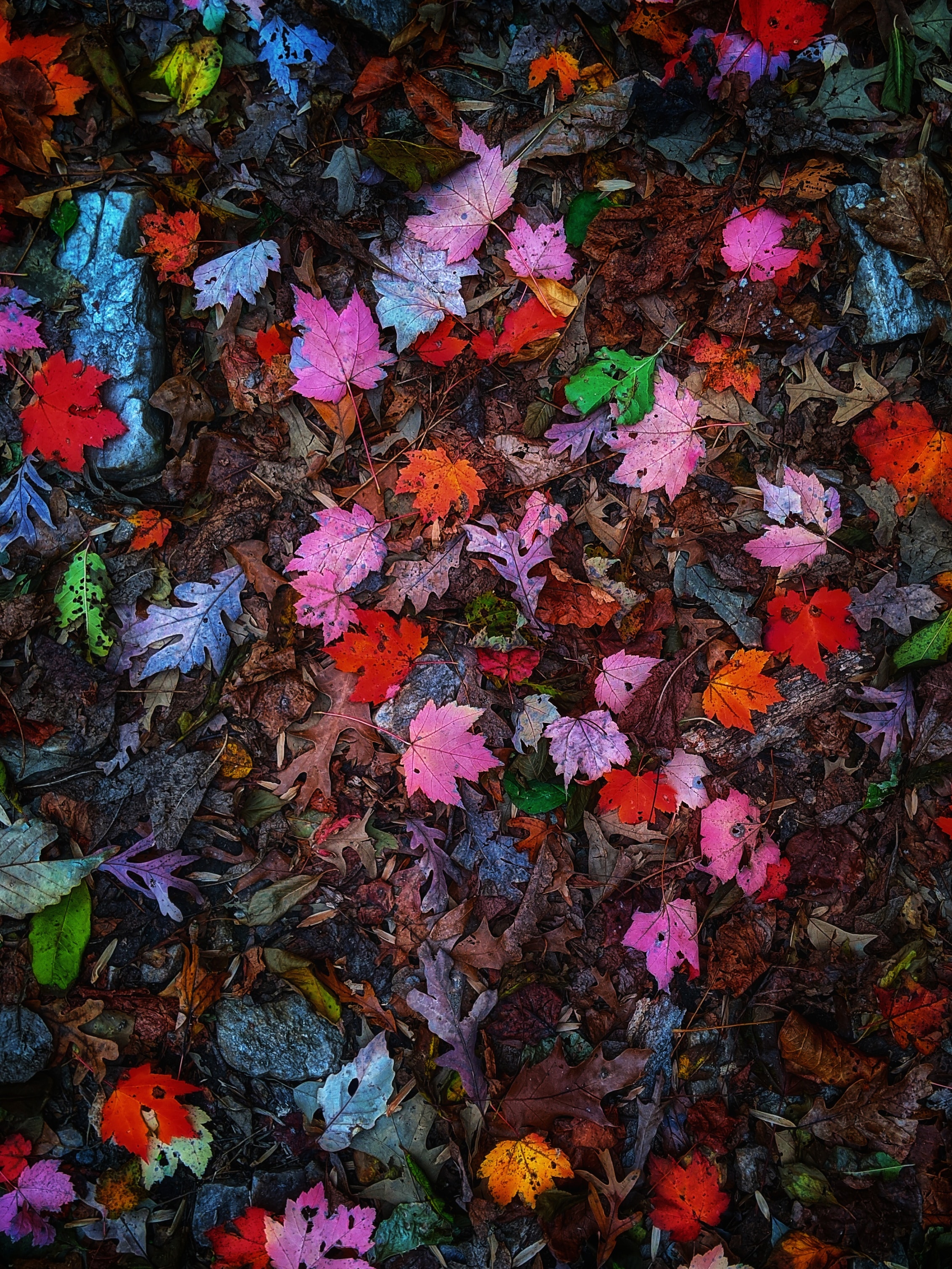 vertical wallpaper leaves, multicolored, nature, autumn, motley
