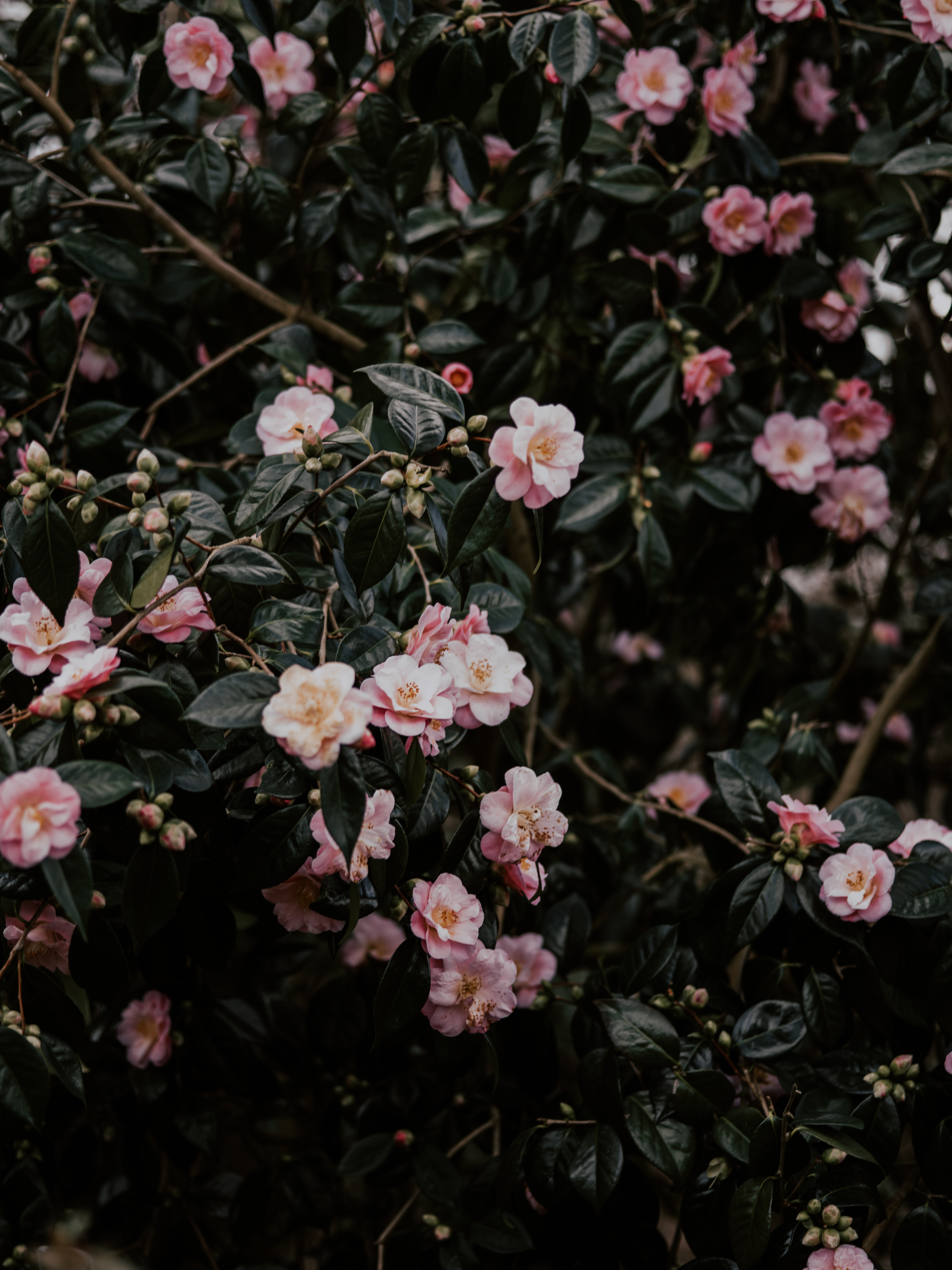 Flowering iPhone Background