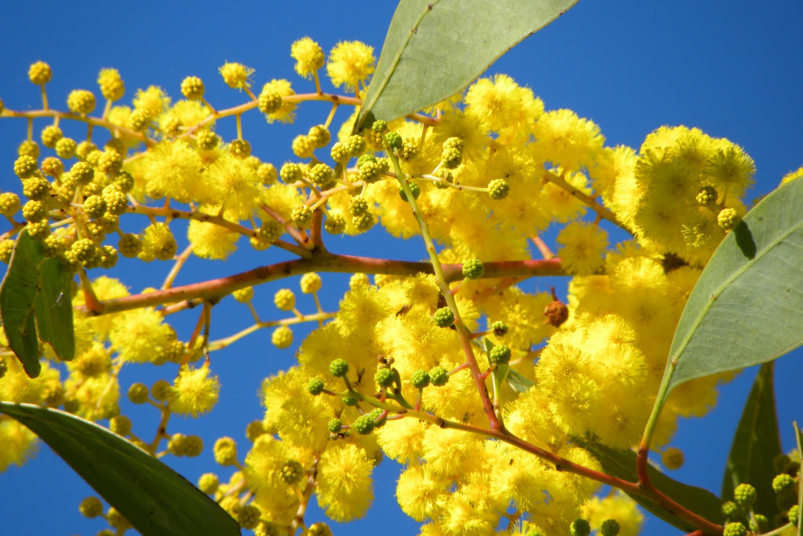 Растения Австралии Золотая Акация