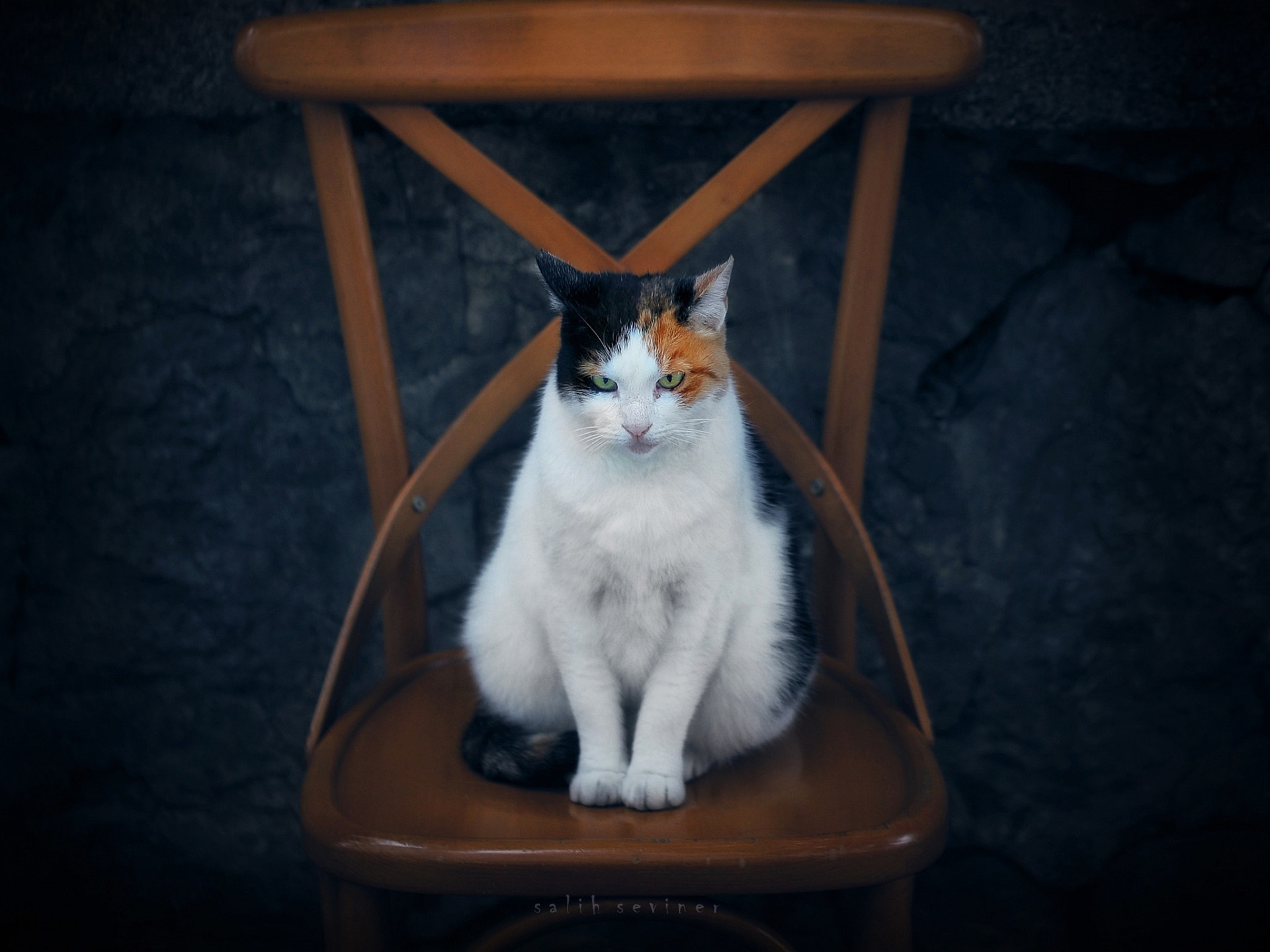 Кошка на столе. Кошка сидит. White Cat on Chair Wallpaper.