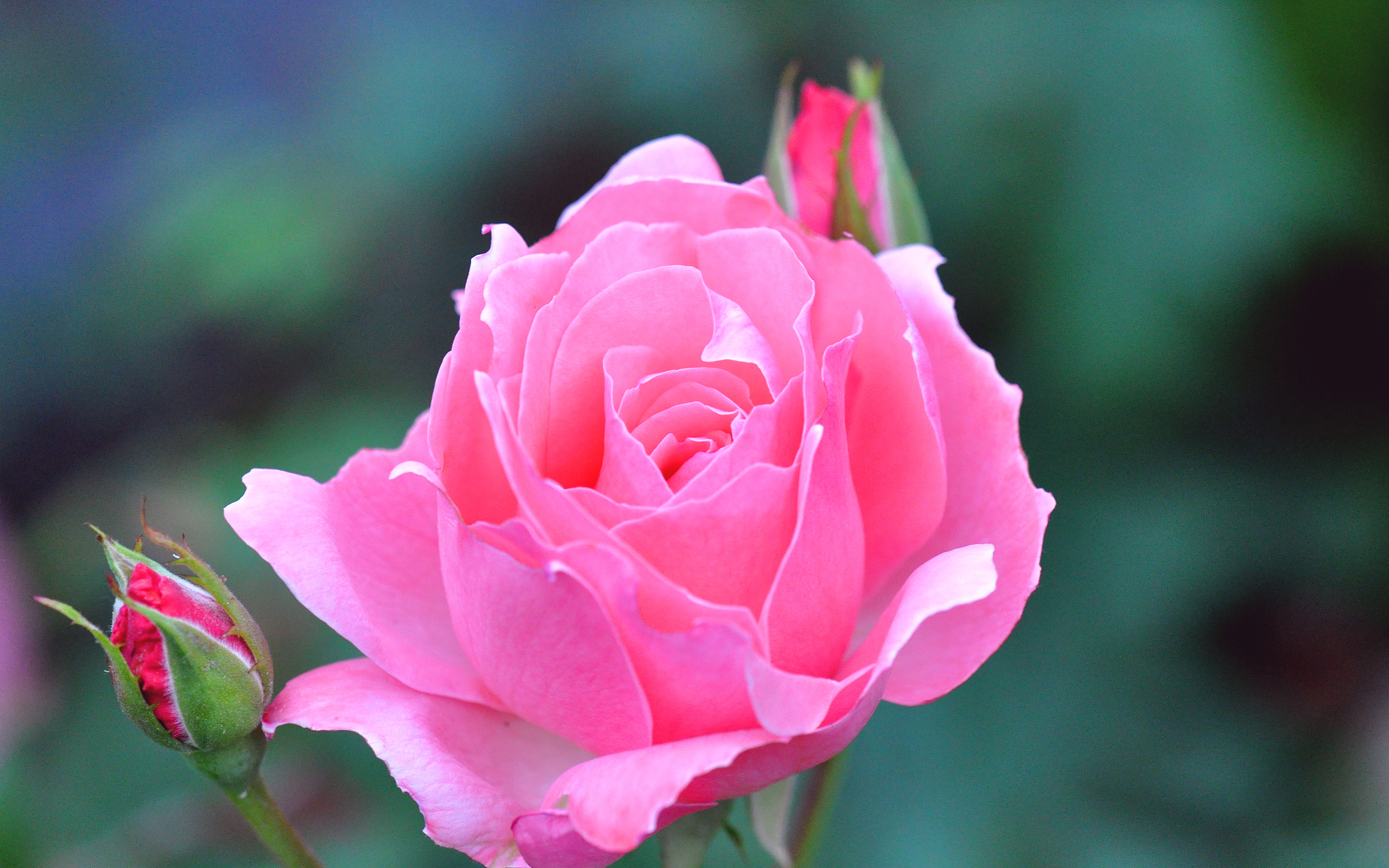 earth, rose, bud, flower, pink rose, flowers