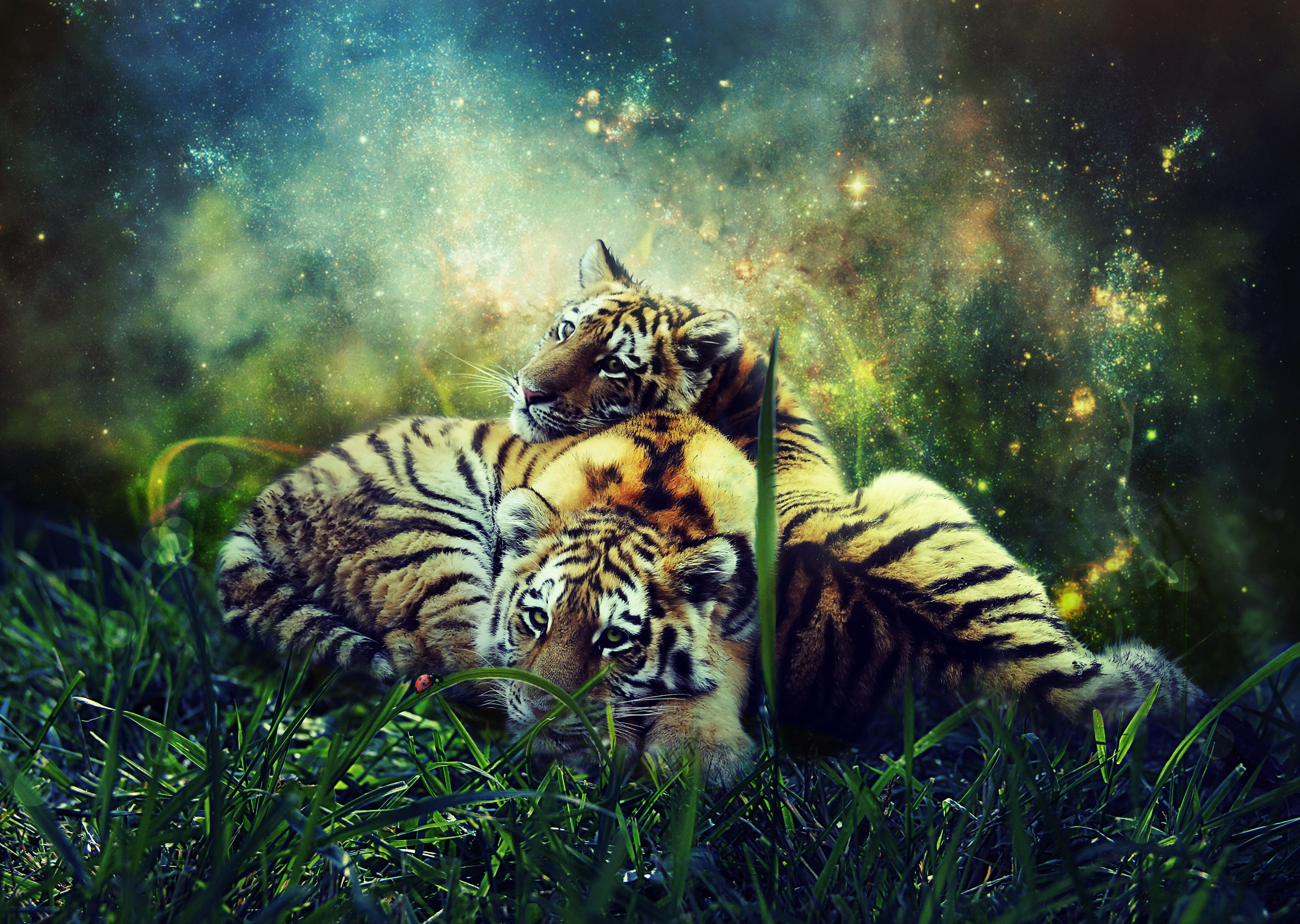 Handy-Wallpaper Tigers, Wilde Natur, Tiere, Wildlife, Photoshop, Jungen, Jung kostenlos herunterladen.