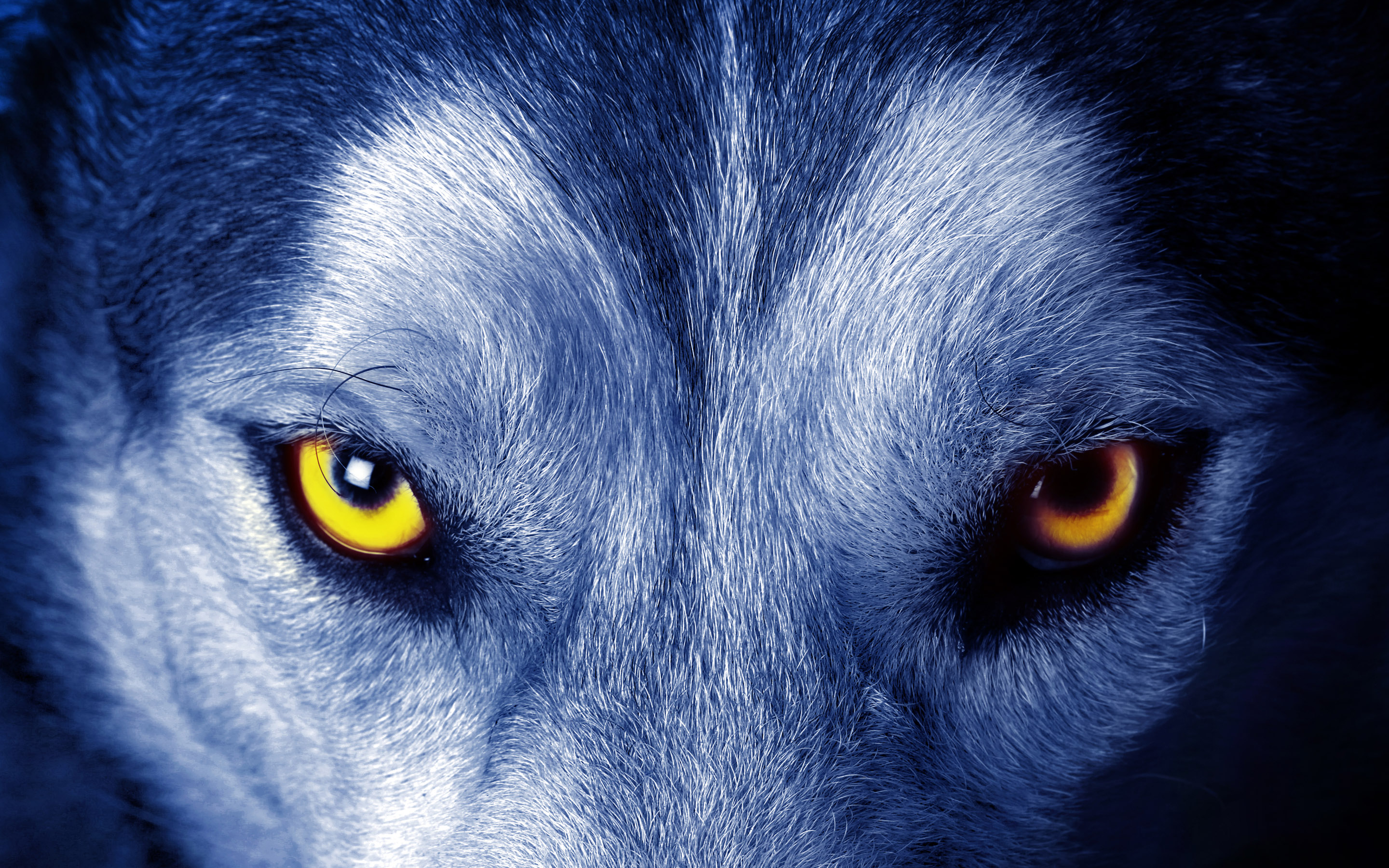 wolf, animal, eye, wolves