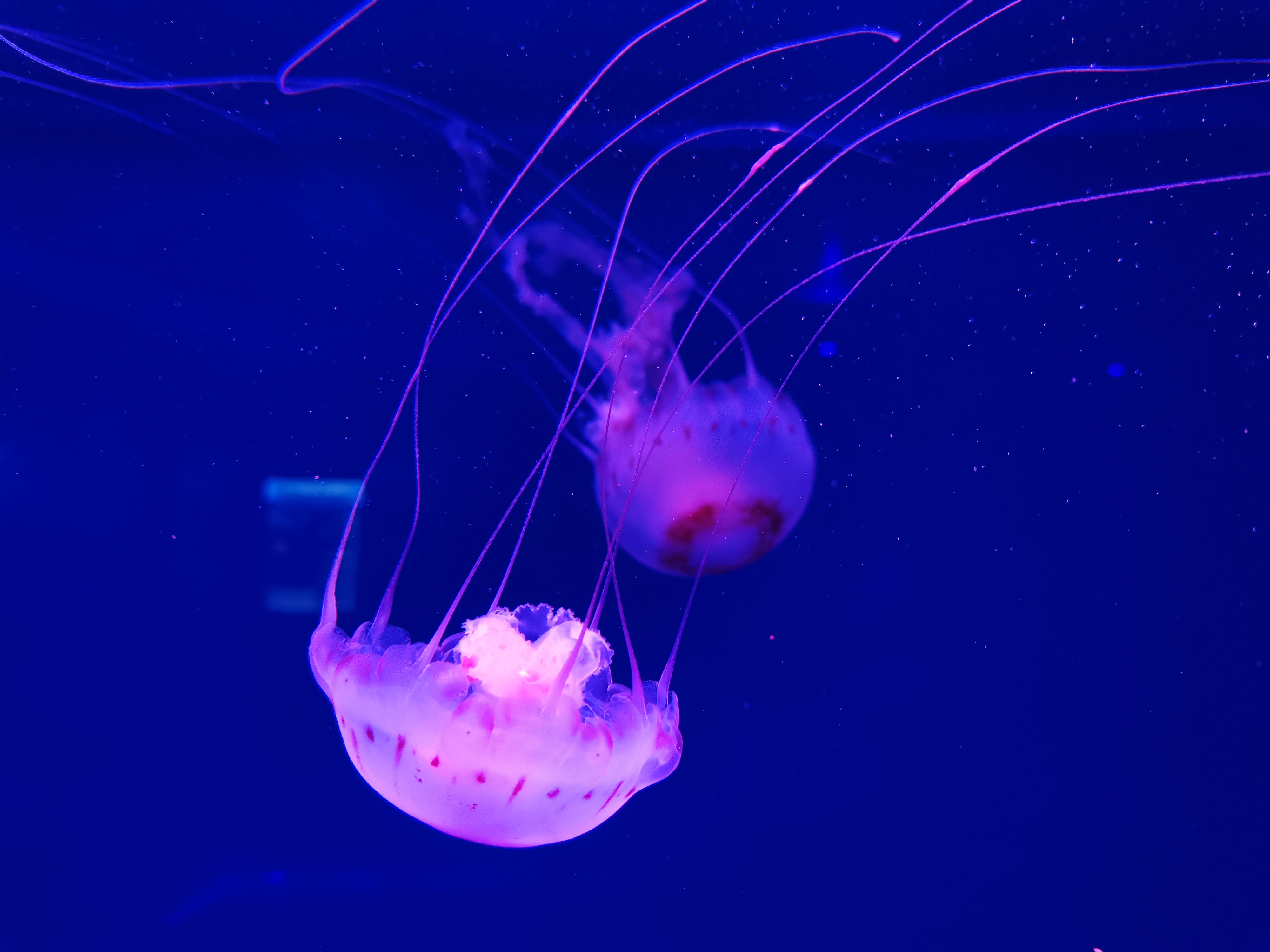 Mobile HD Wallpaper Jellyfish tentacle, water, animals, handsomely