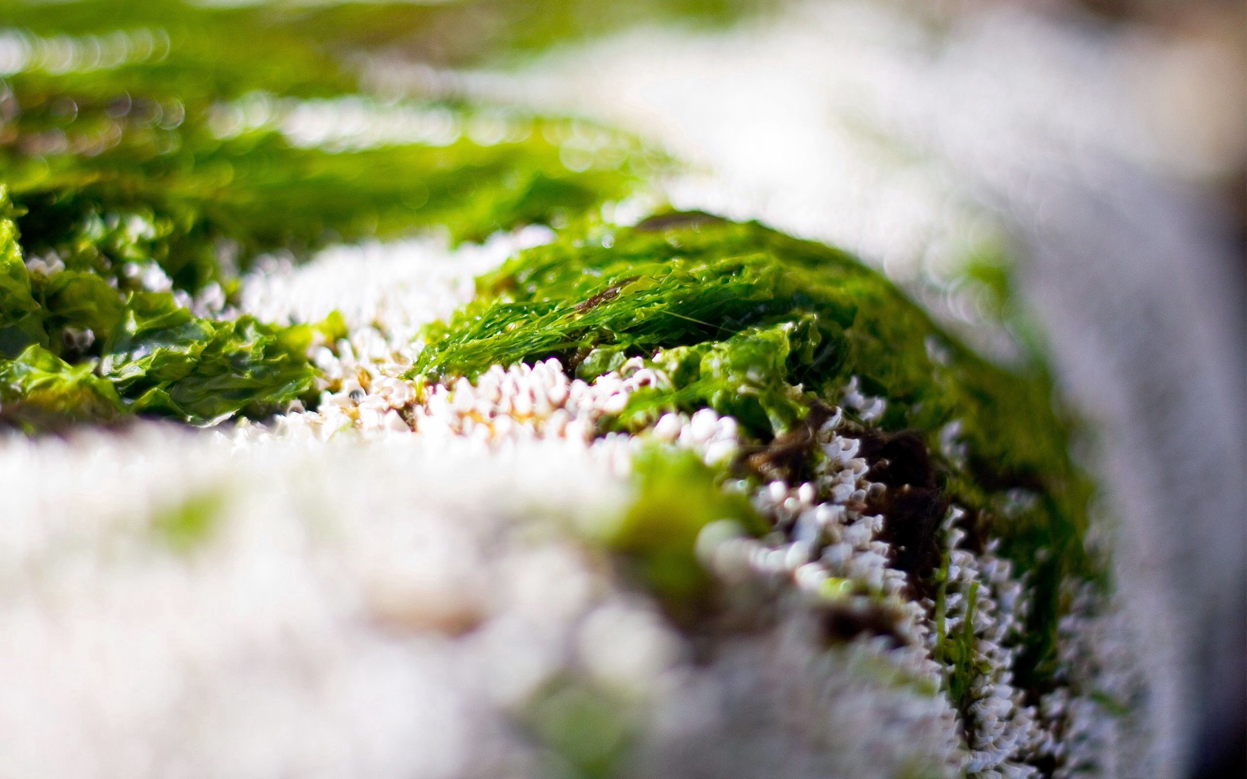 154697壁紙のダウンロード草, 雪, 緑, 大きい, マクロ, 白い-スクリーンセーバーと写真を無料で