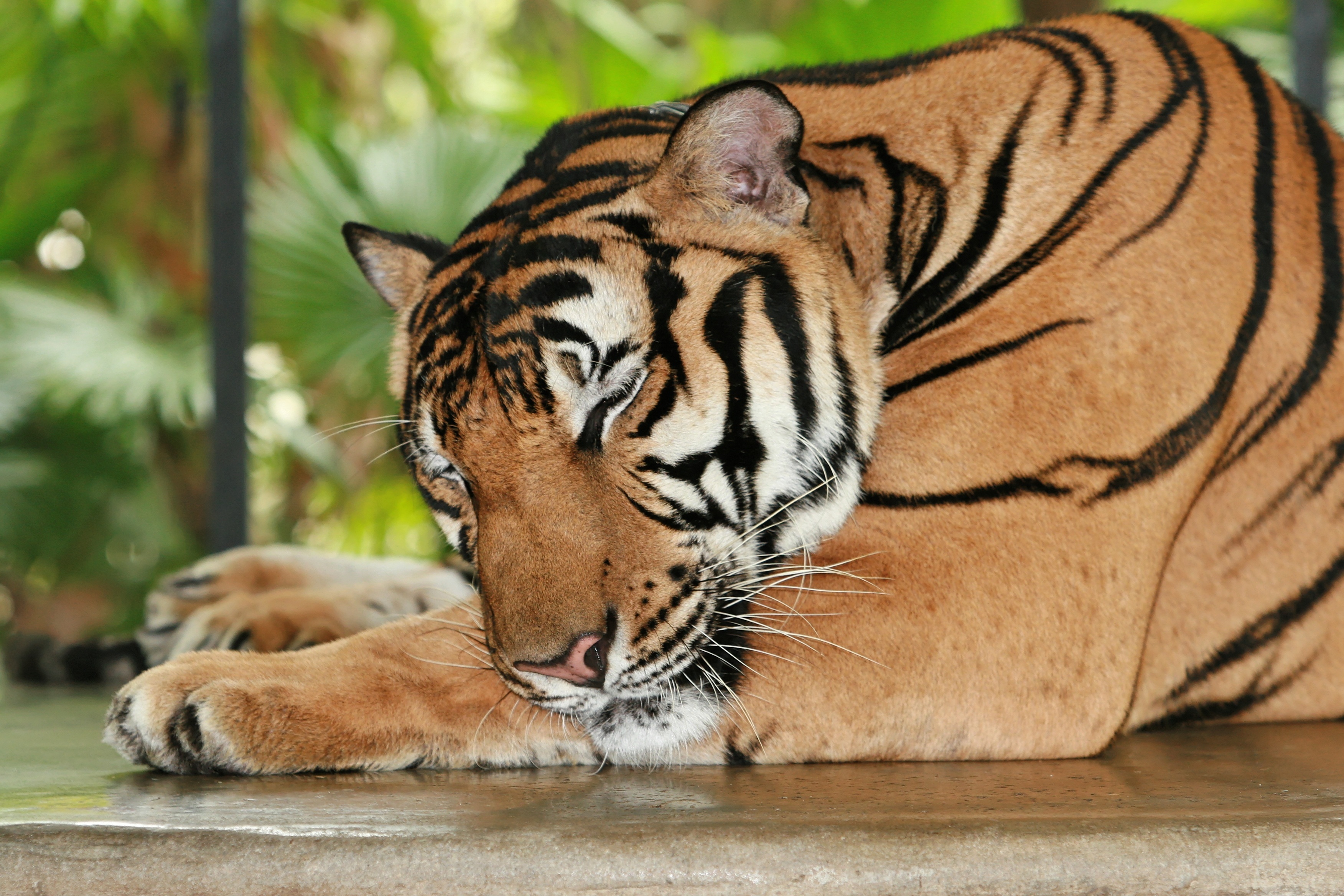 animals, predator, relaxation, rest, tiger, sleep, dream 1080p