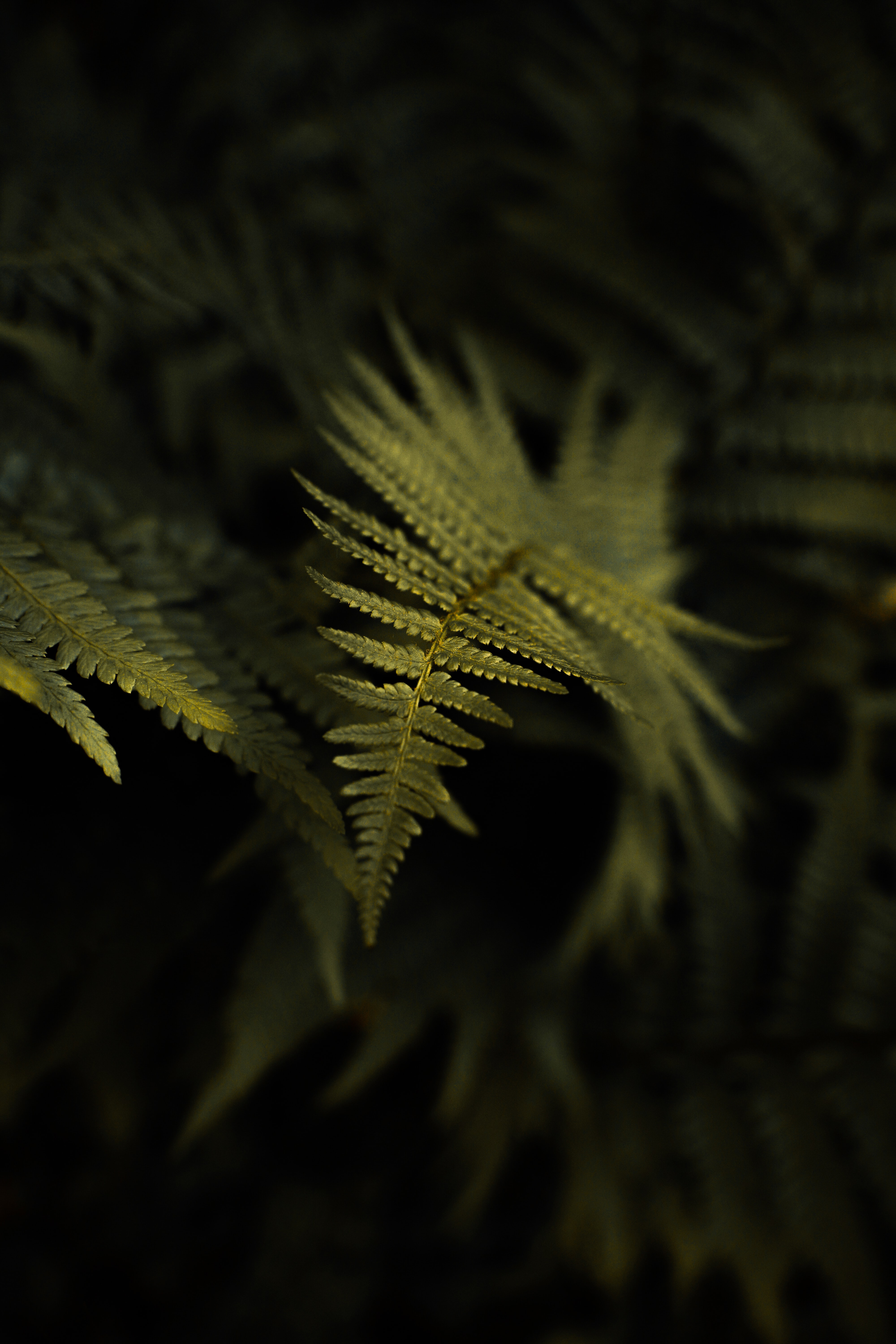 fern, green, plant, macro, leaflet cell phone wallpapers