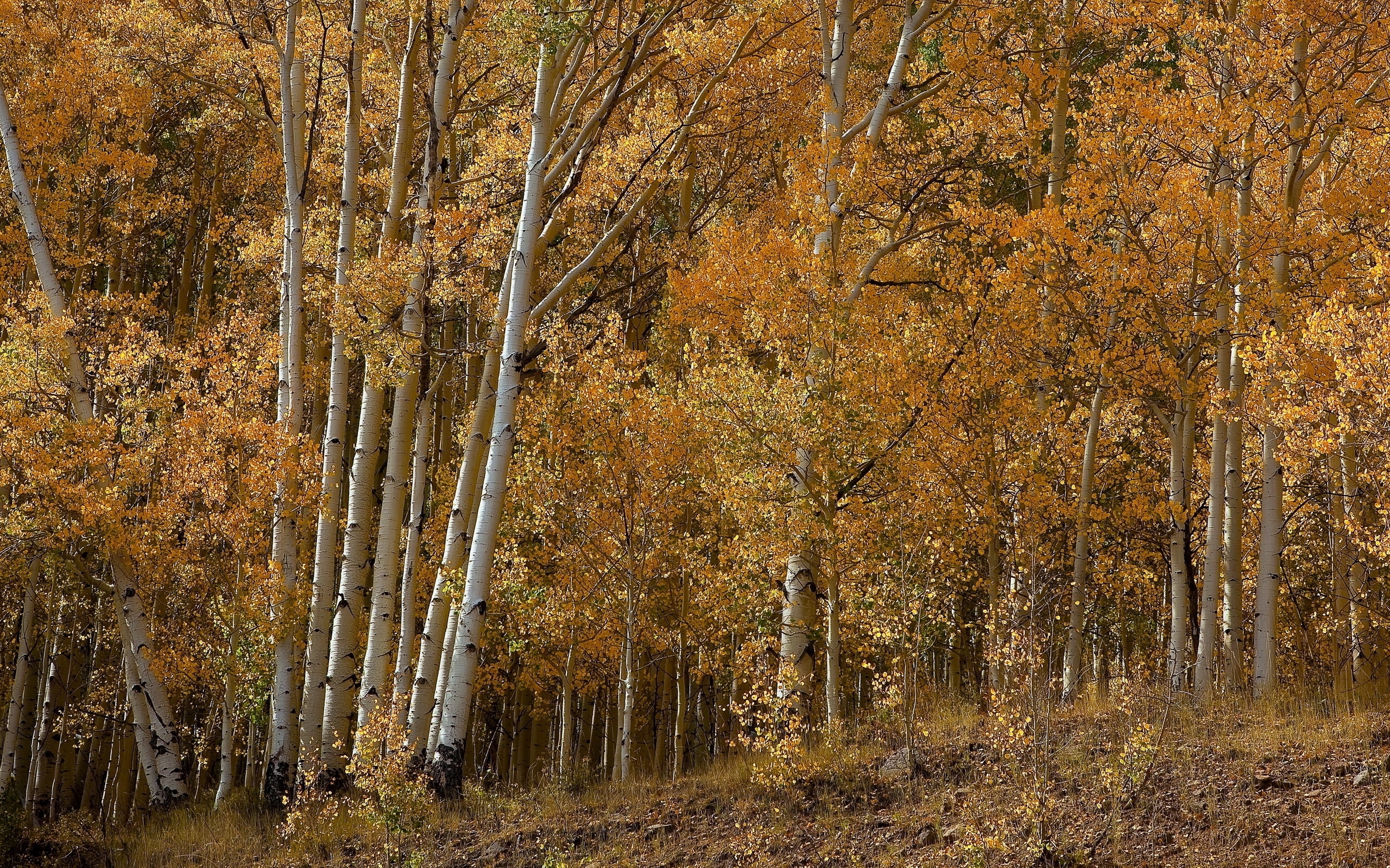 Handy-Wallpaper Landschaft, Bäume, Herbst, Birken kostenlos herunterladen.