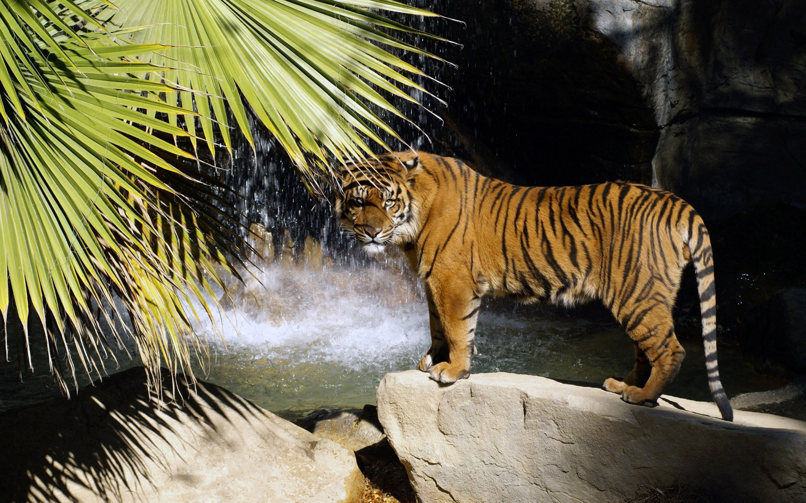 animals, stones, bush, waterfall, tiger 8K