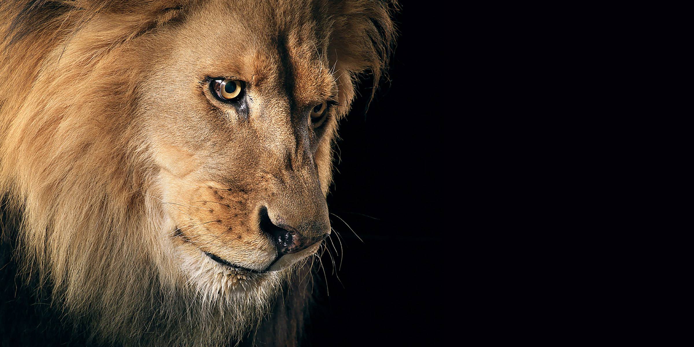 cats, lion, animal HD wallpaper