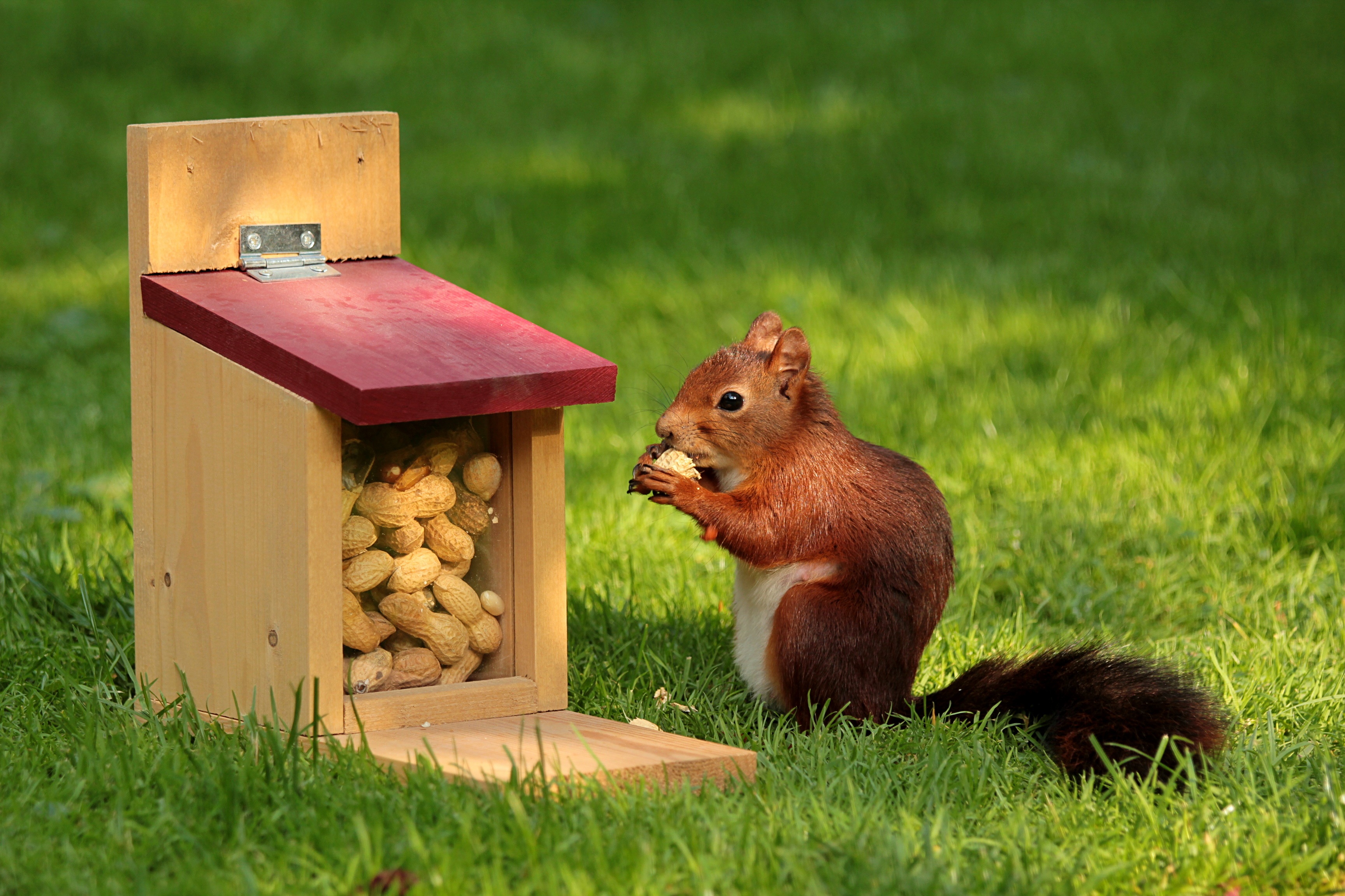 78115 Hintergrundbild herunterladen eichhörnchen, tiere, grass, trog, nüsse, feeder - Bildschirmschoner und Bilder kostenlos