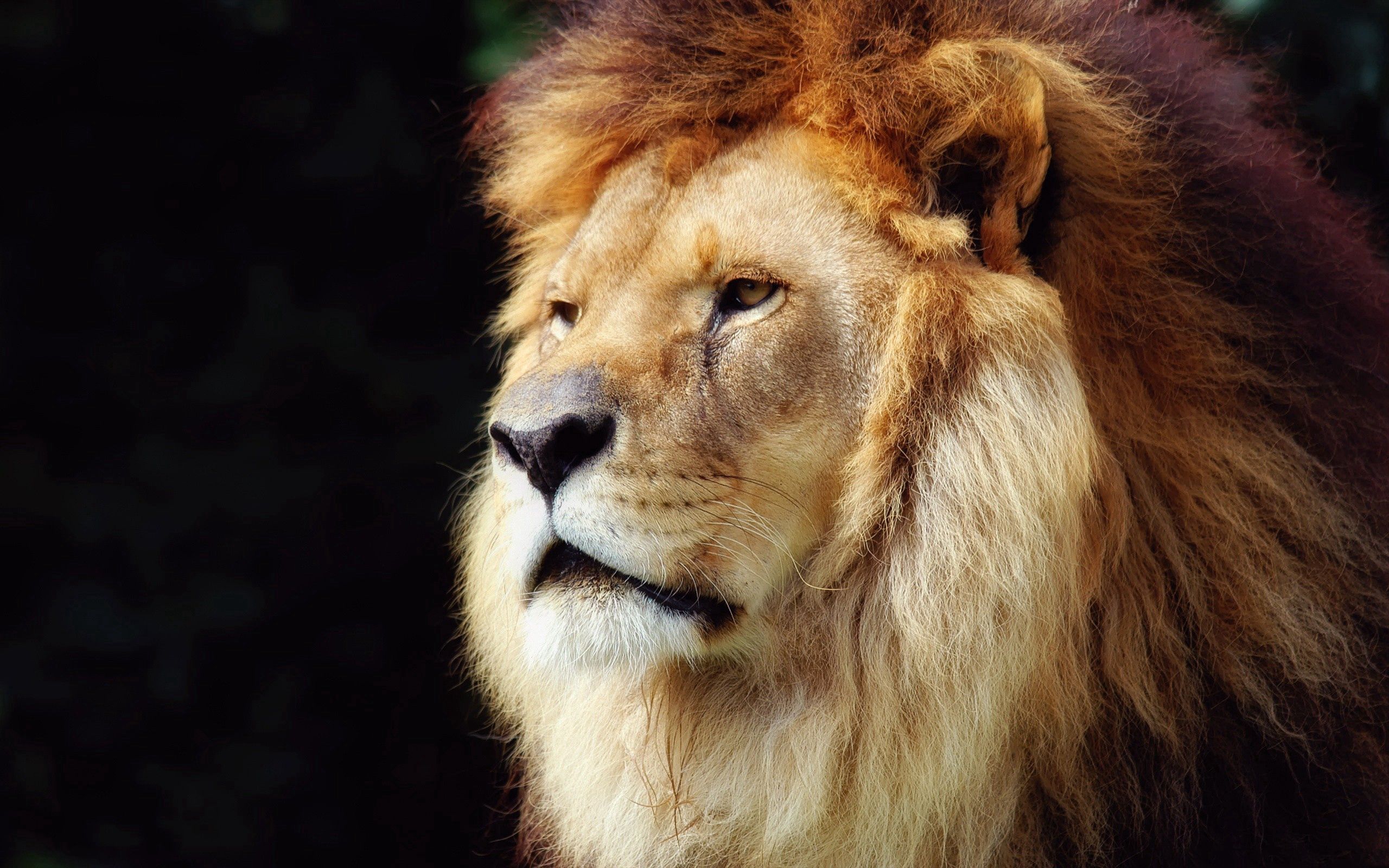 55868 baixar papel de parede animais, leão, focinho, bela, bonito, velho, um leão, juba - protetores de tela e imagens gratuitamente