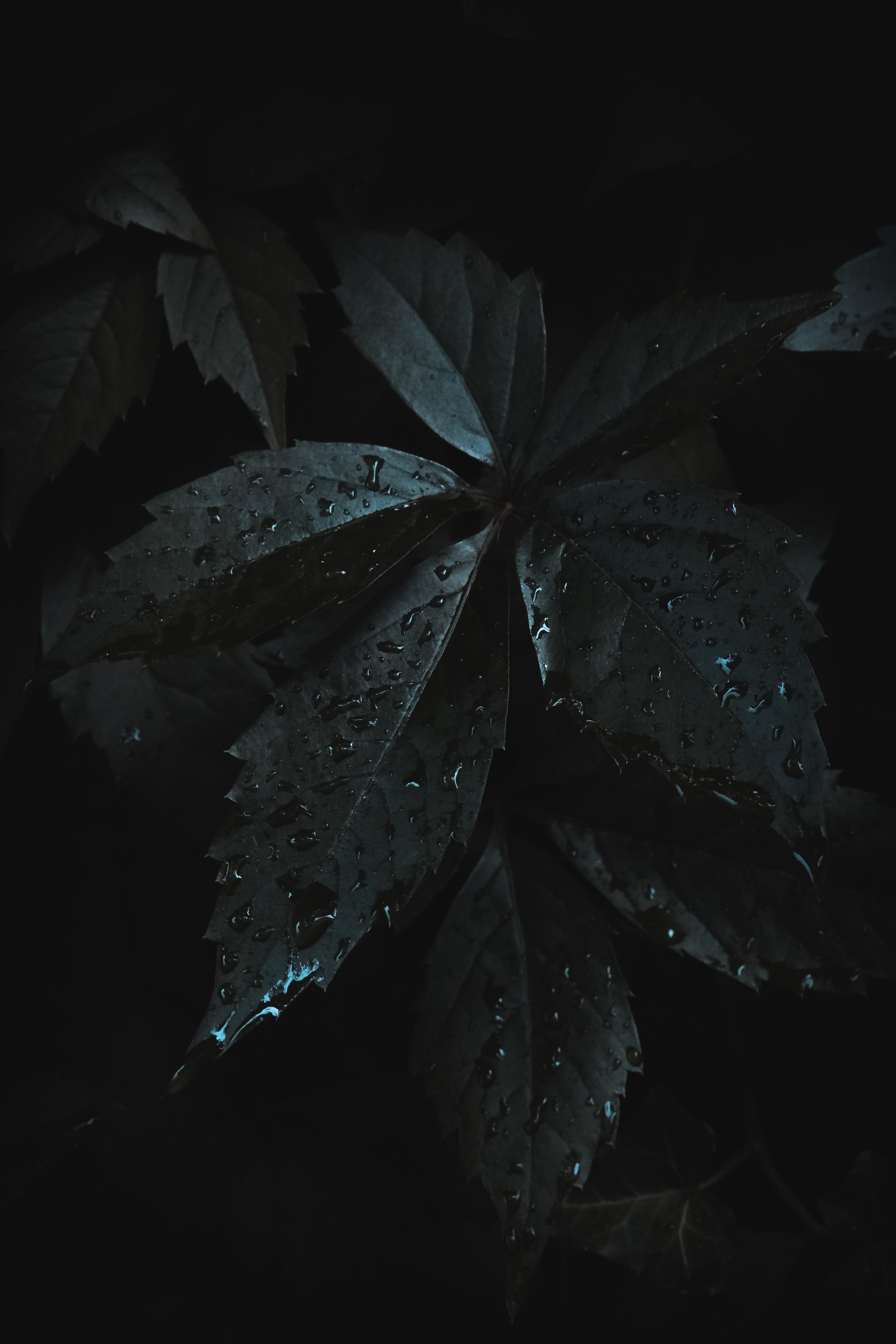 dark, moisture, macro, leaves, drops for android