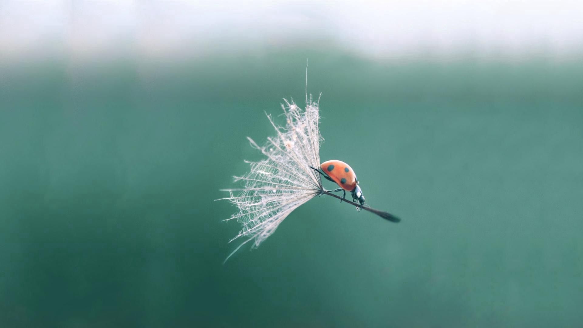 desktop and mobile ladybird, flight, dandelion, macro