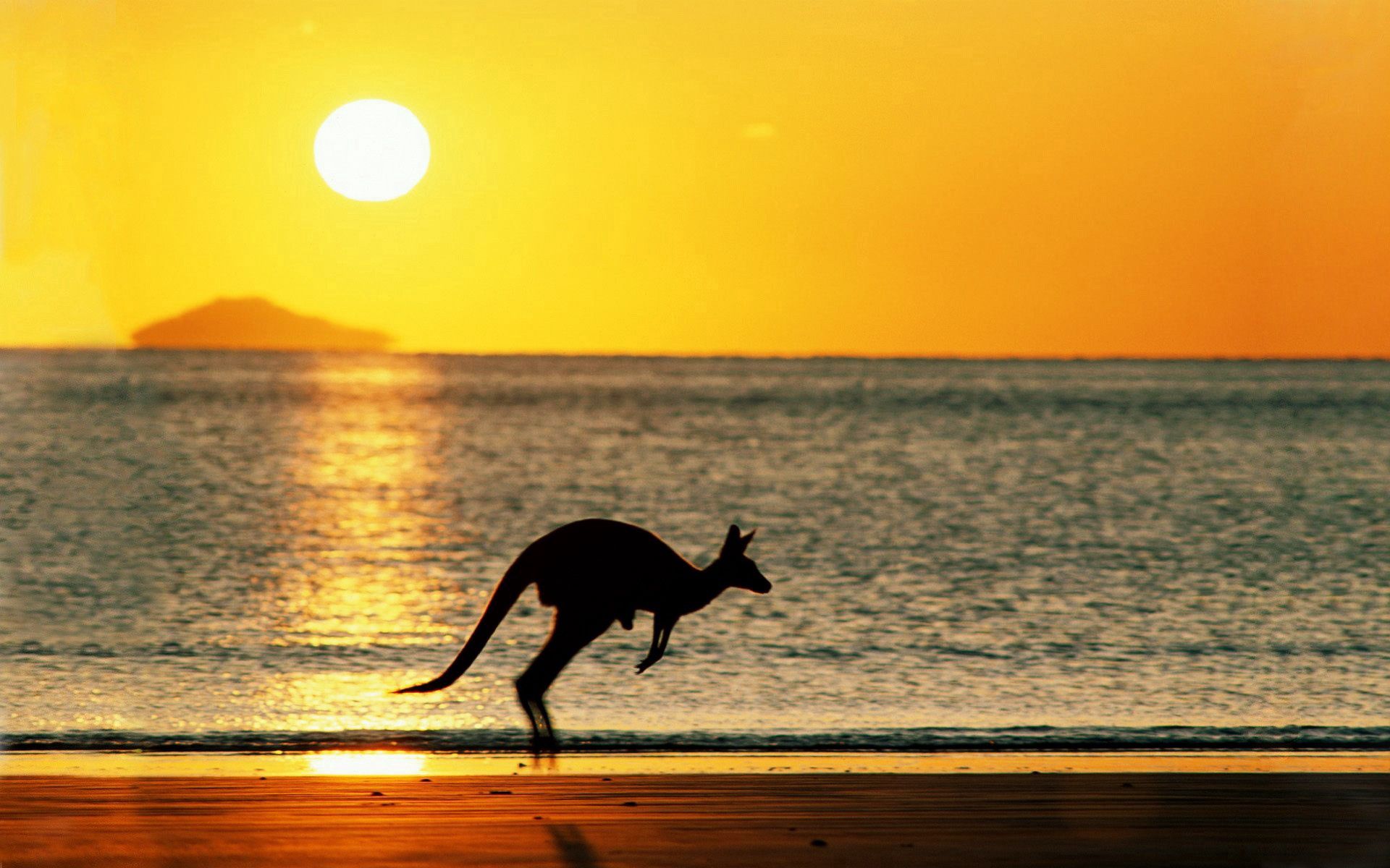 animals, sunset, sea, kangaroo, silhouette HD wallpaper