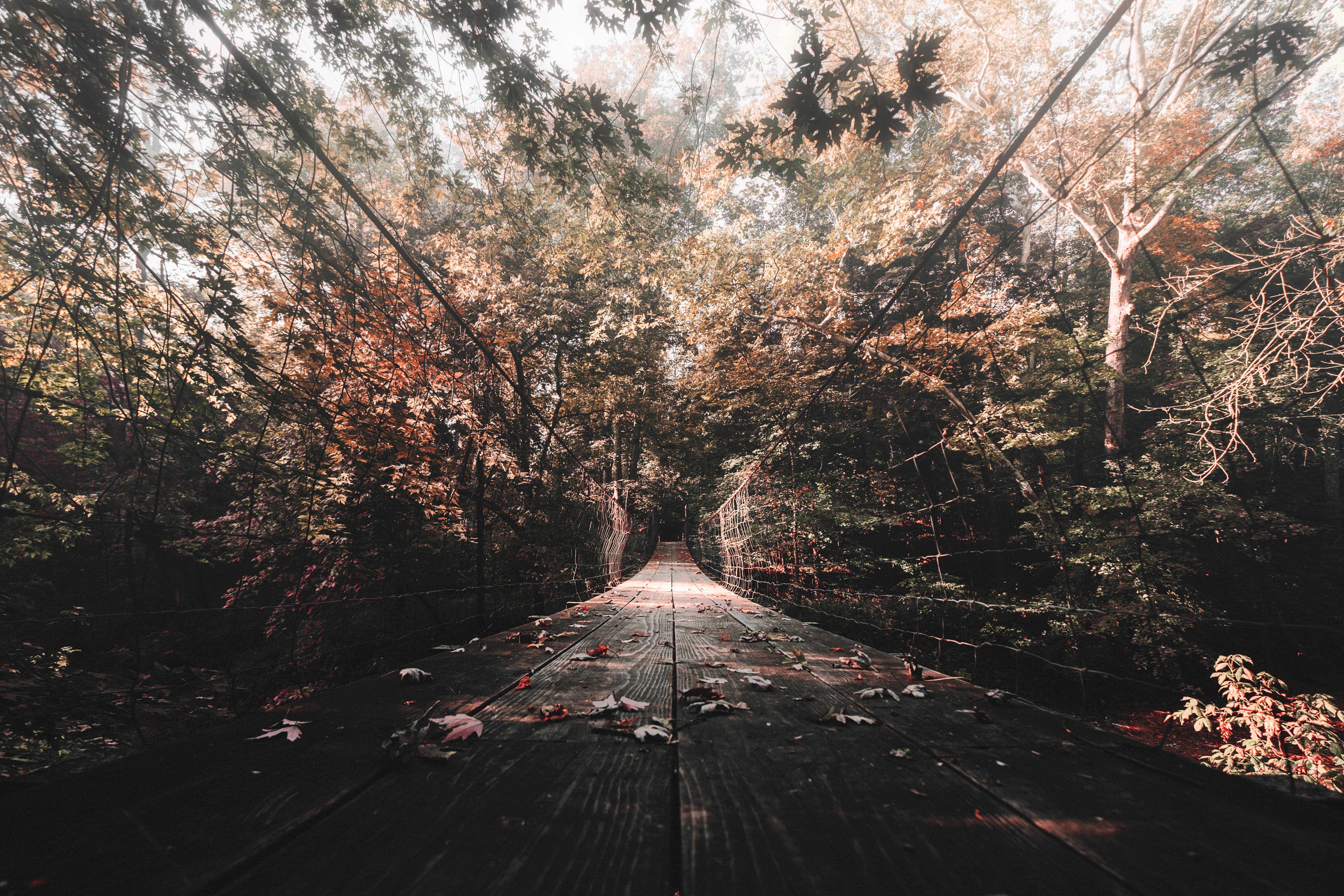 bridge, autumn, nature 3d Wallpaper