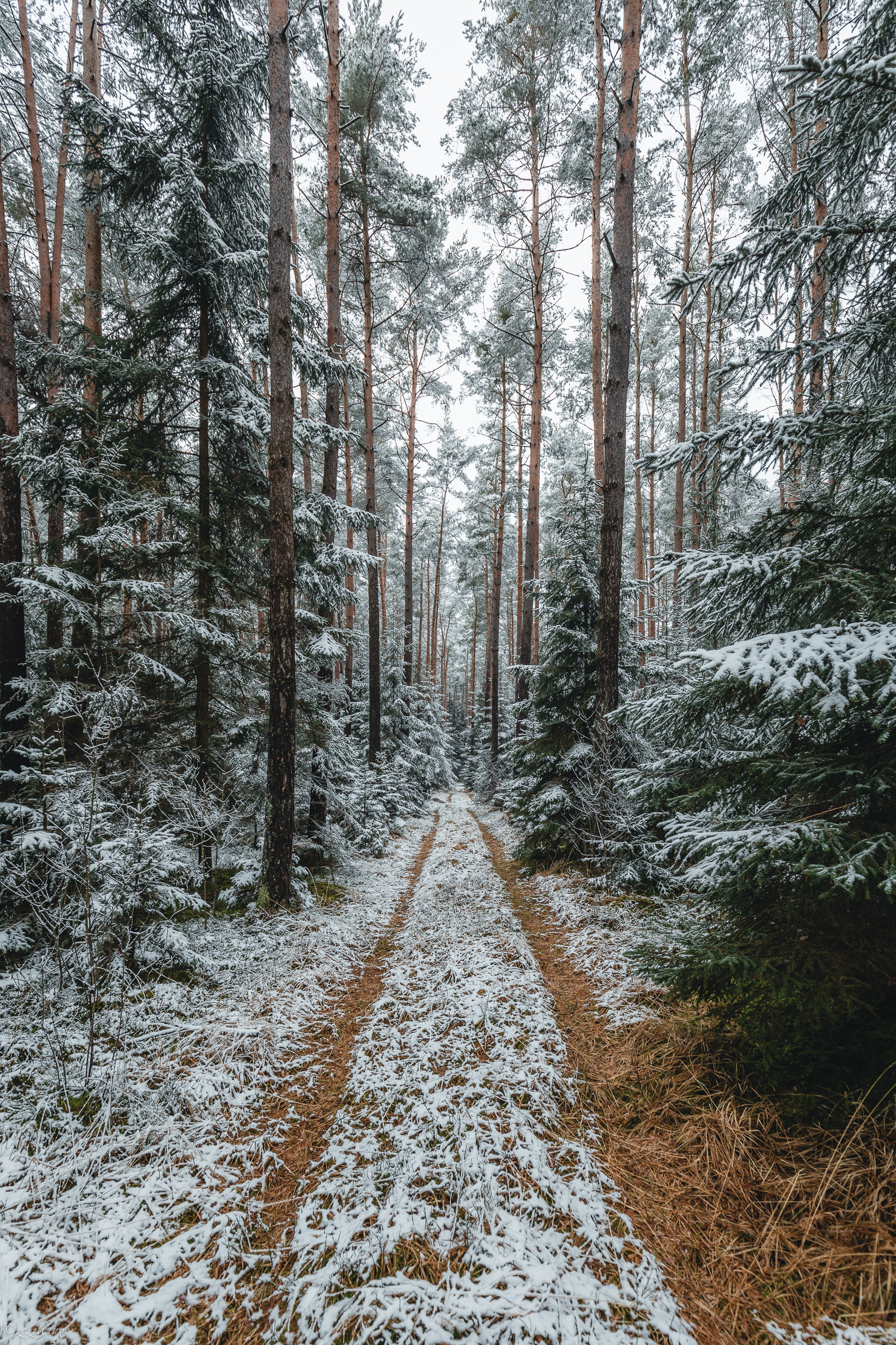 Laden Sie das Natur, Bäume, Kiefer, Schnee, Wald, Track, Spur-Bild kostenlos auf Ihren PC-Desktop herunter