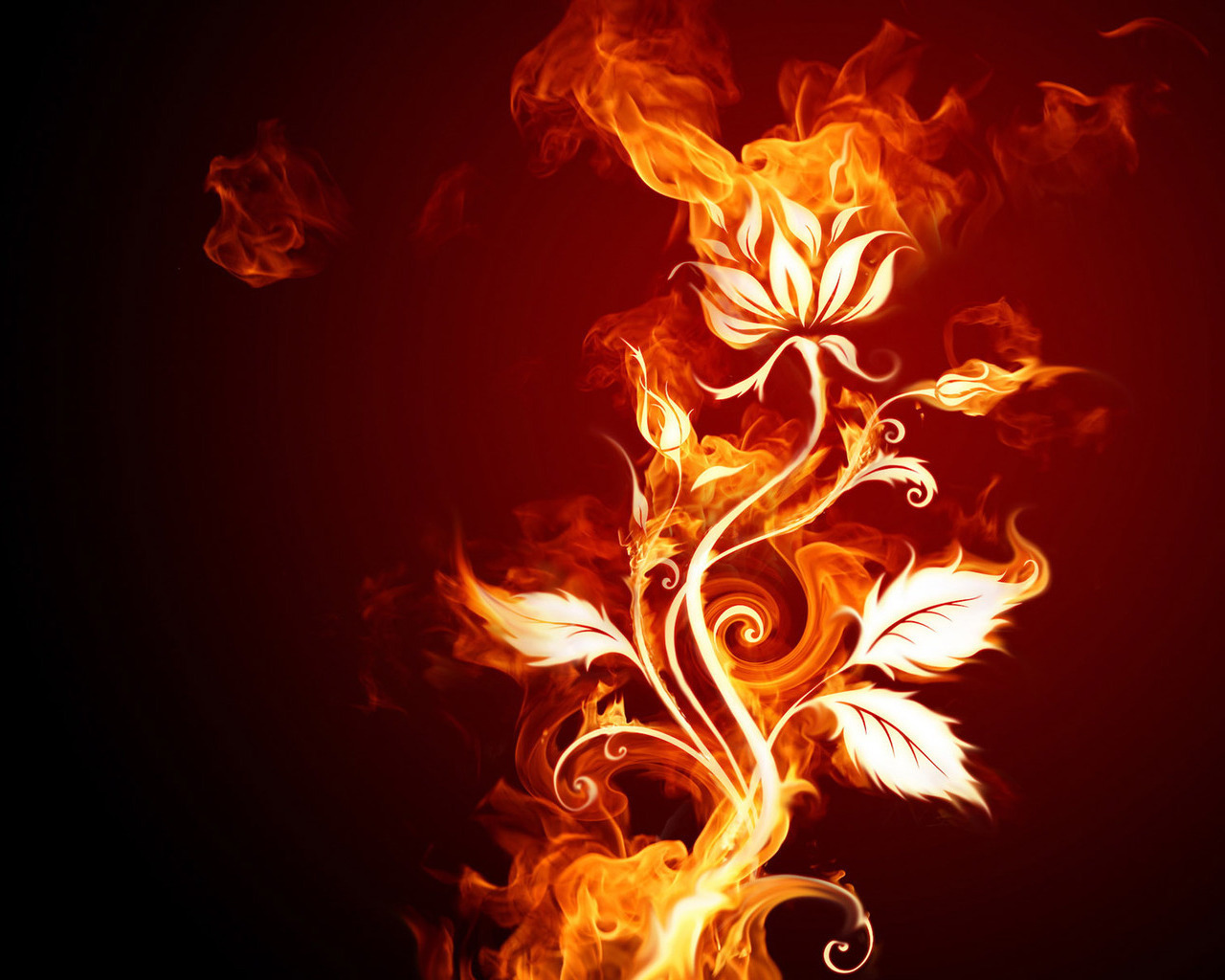 fire, plants, flowers, red