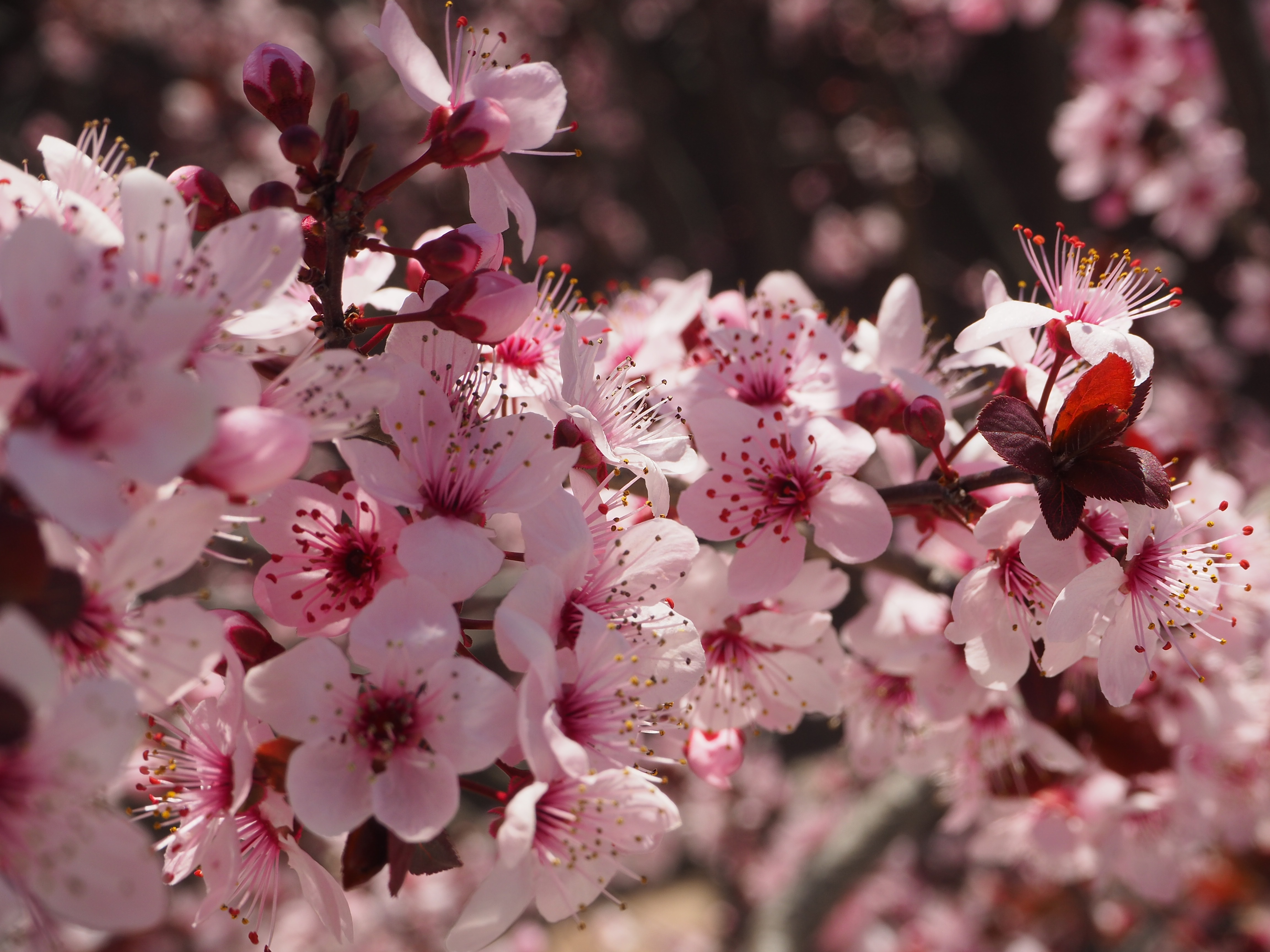 Download Phone wallpaper bloom, flowers, flowering, pink