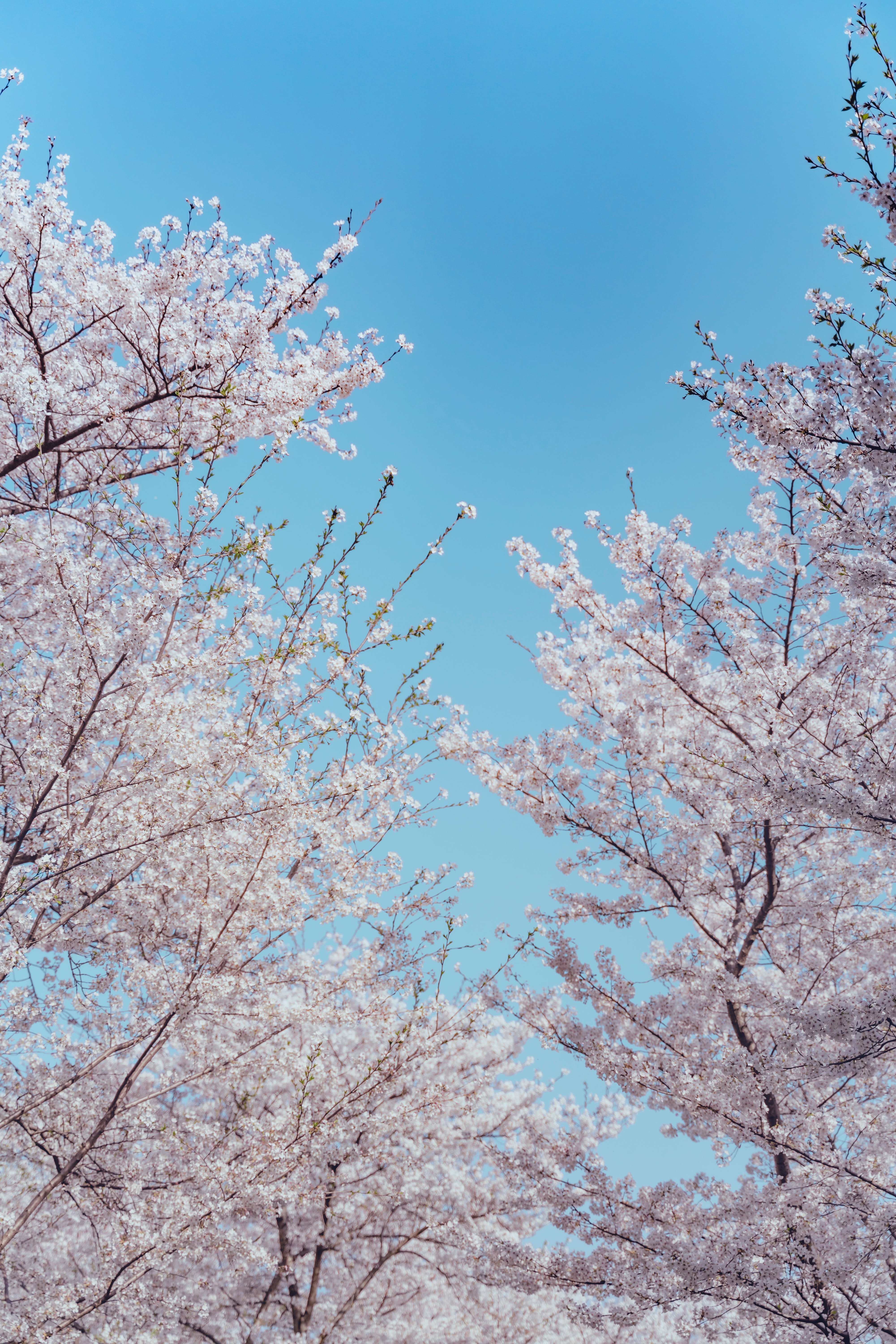 Widescreen image flowers, tree, sakura, branches