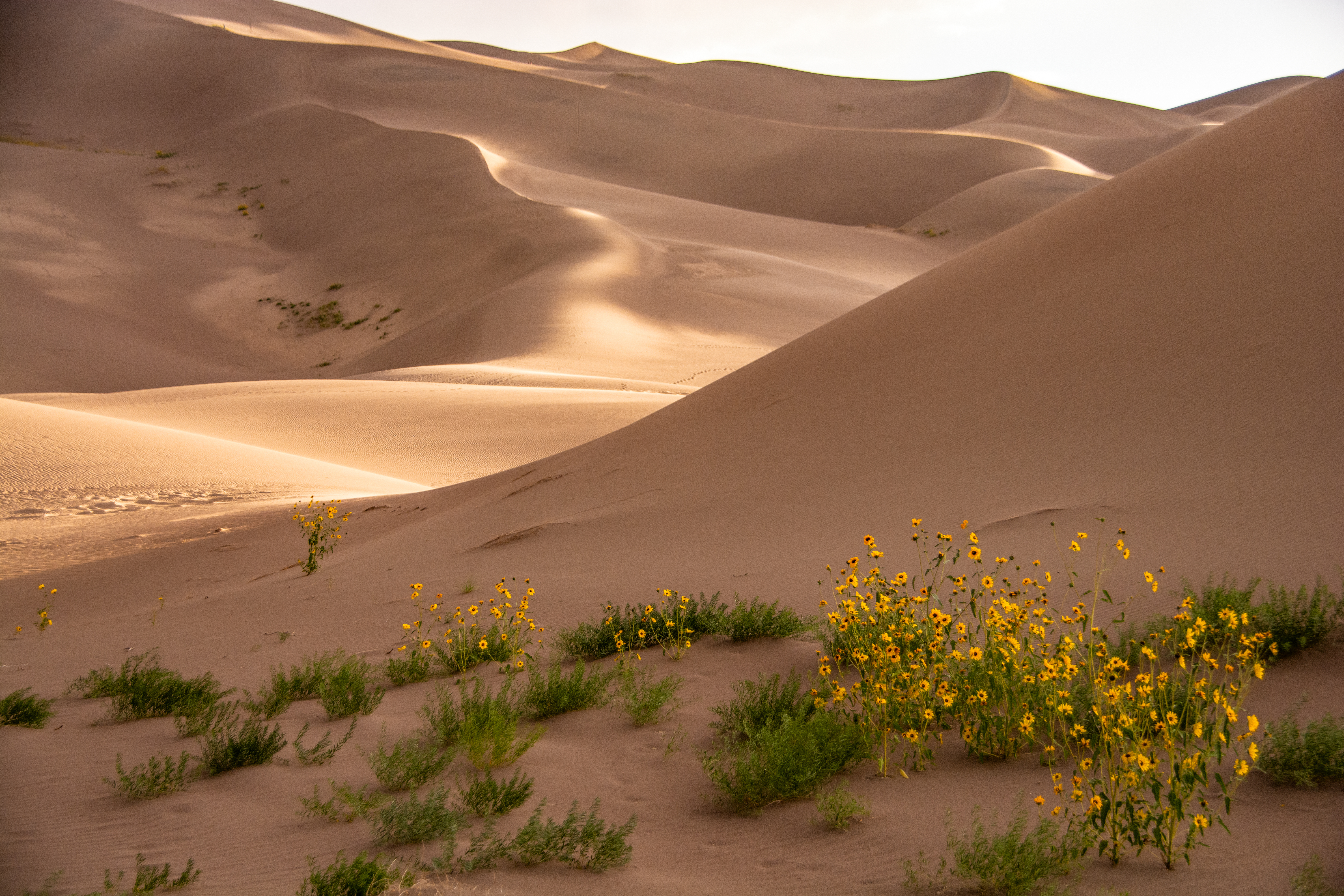 dunes, desert, flowers, sand HD Phone wallpaper