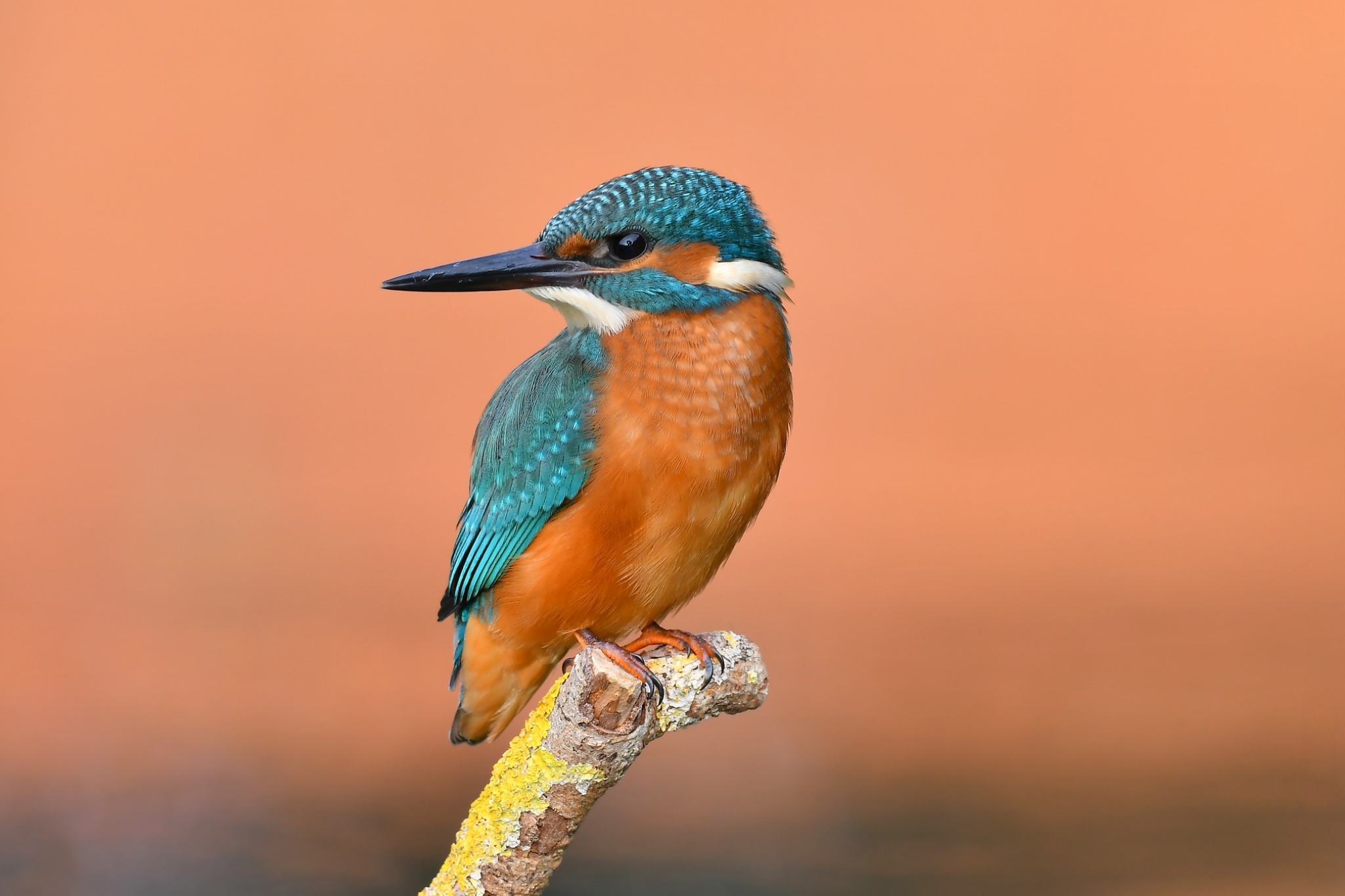 HD desktop wallpaper: Birds, Bird, Animal, Kingfisher download free picture  #442348