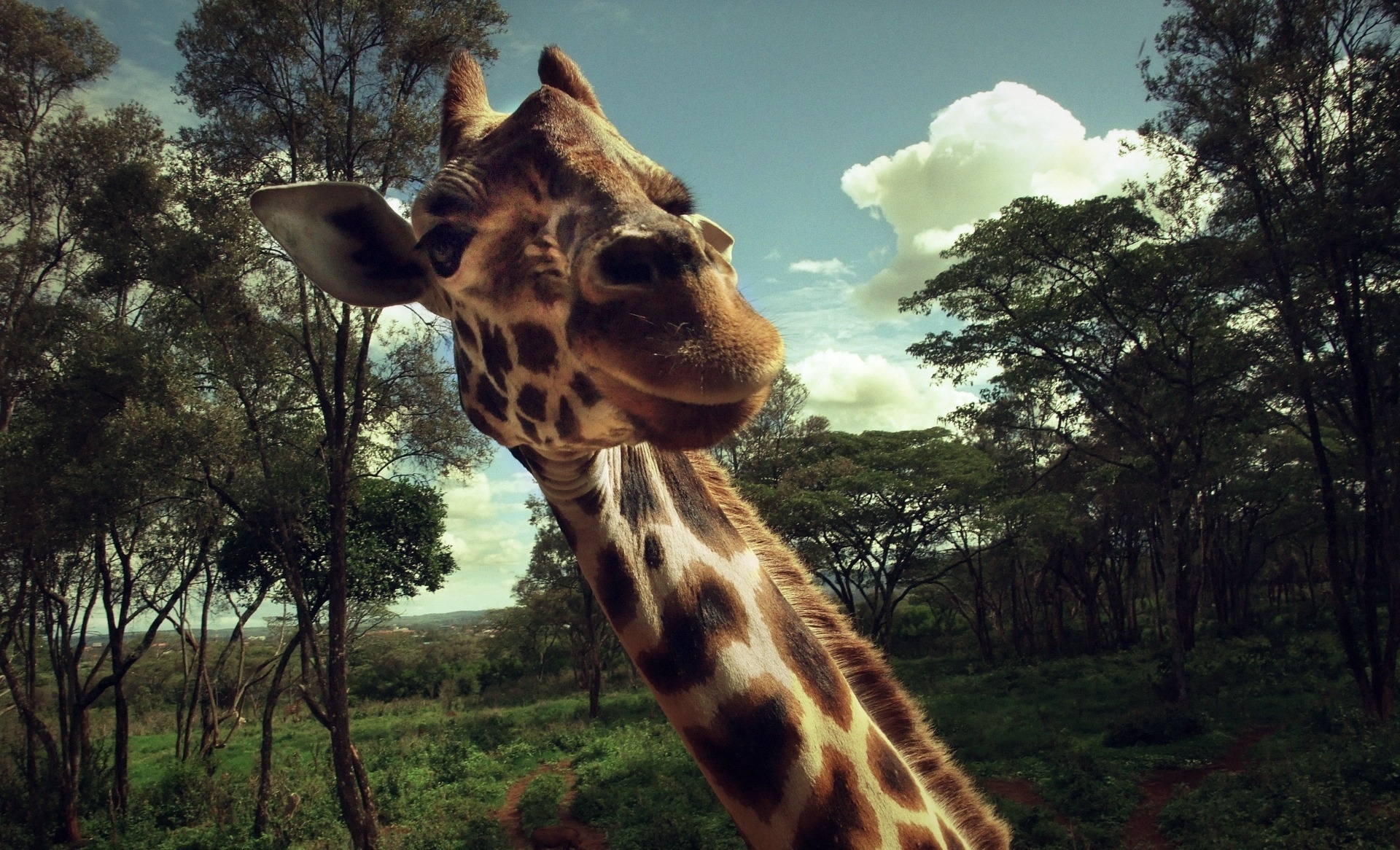 59997 Hintergrundbilder und Giraffe Bilder auf dem Desktop. Laden Sie tiere, grass, schnauze, bäume Bildschirmschoner kostenlos auf den PC herunter
