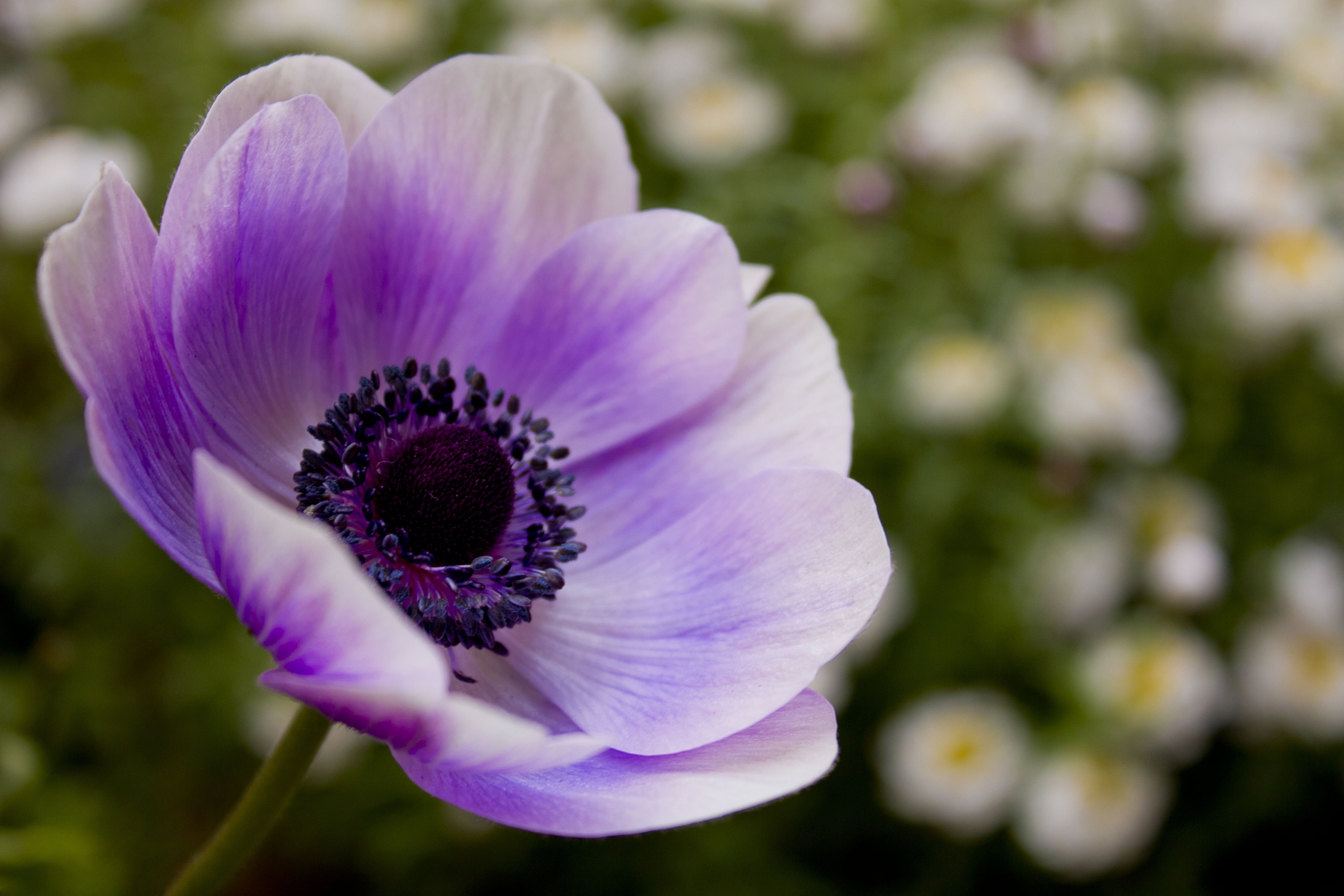 Laden Sie das Blumen, Blume, Lila, Pollen, Stengel, Stiel-Bild kostenlos auf Ihren PC-Desktop herunter