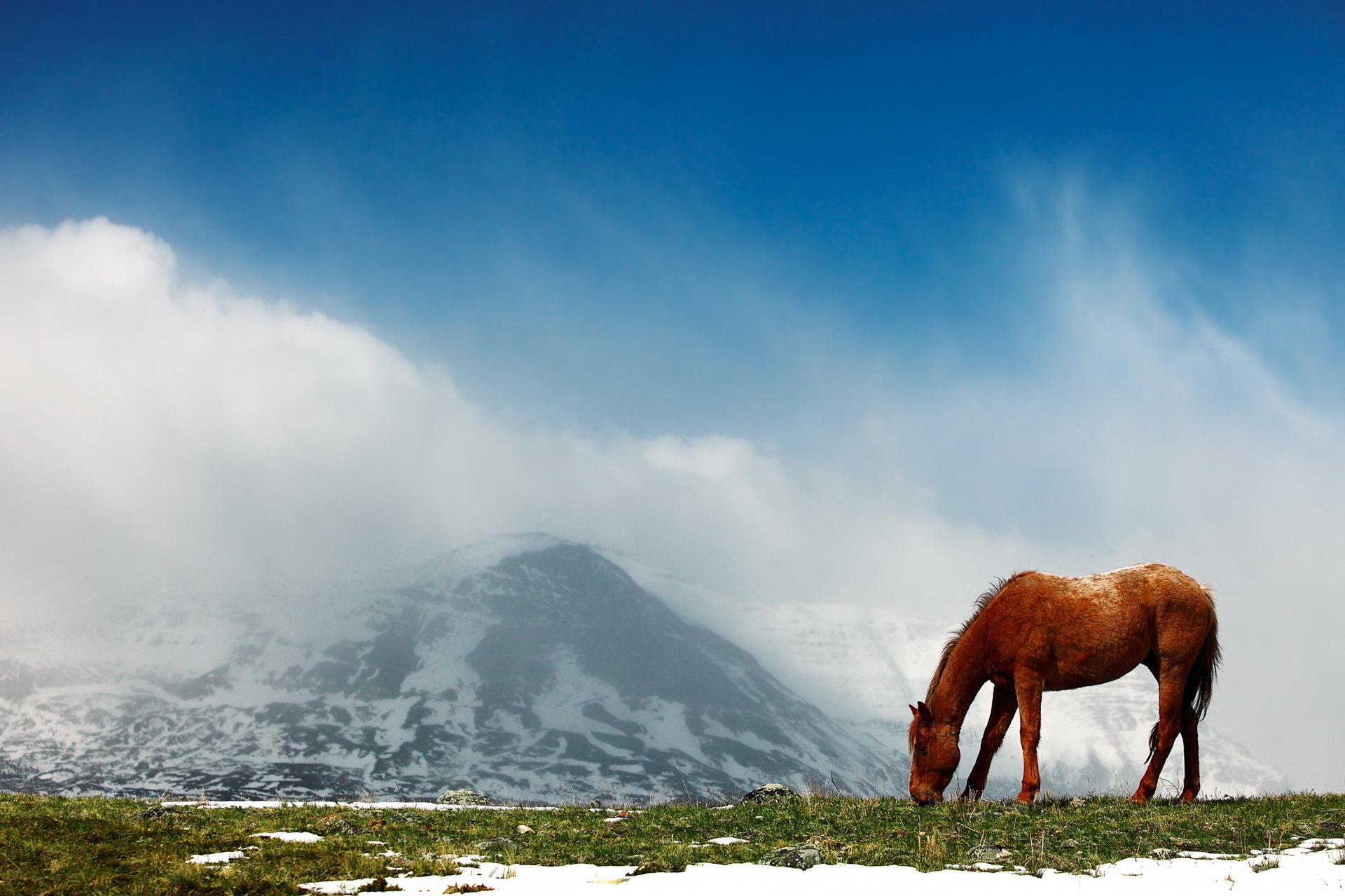 animals, sky, mountains, snow, vertex, fog, stroll, tops, horse