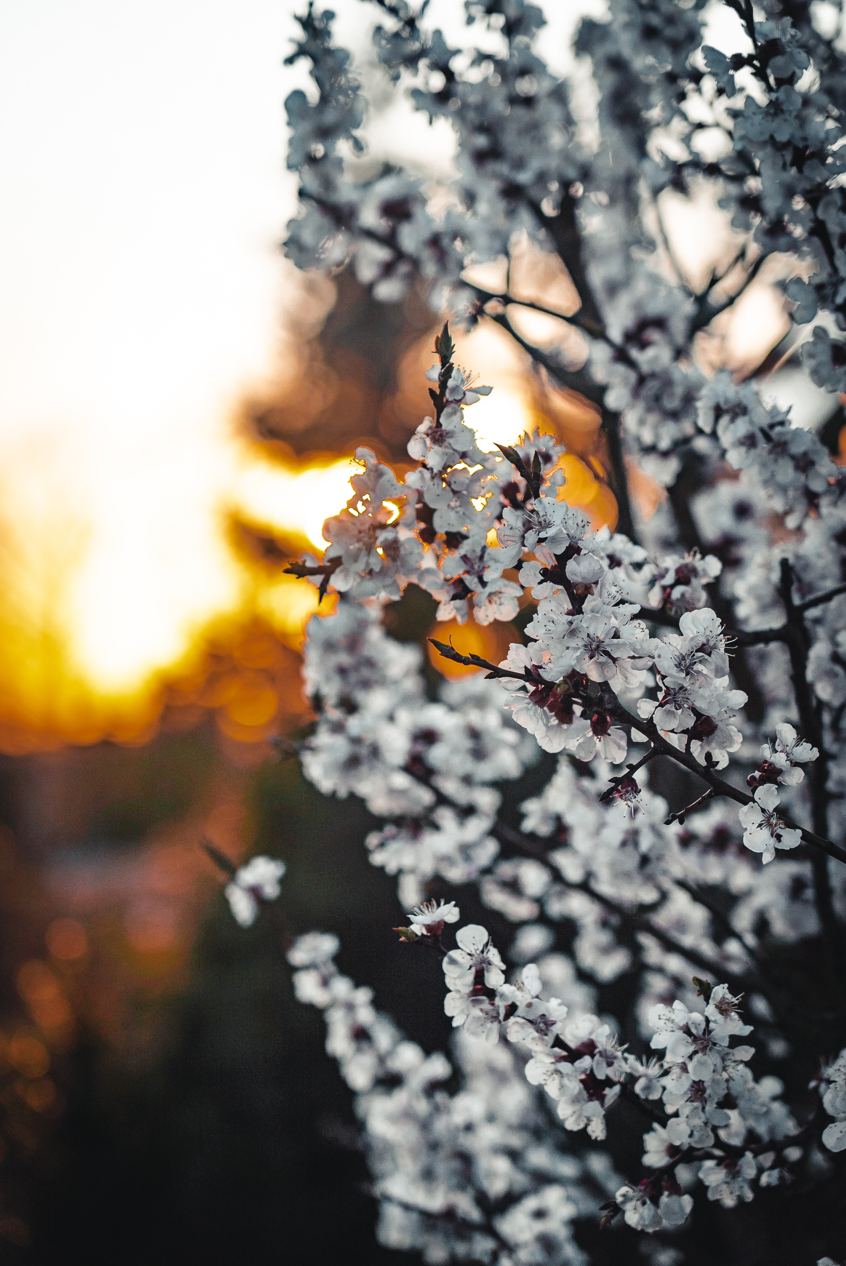 spring, flowers, sakura, branches, blooms HD wallpaper
