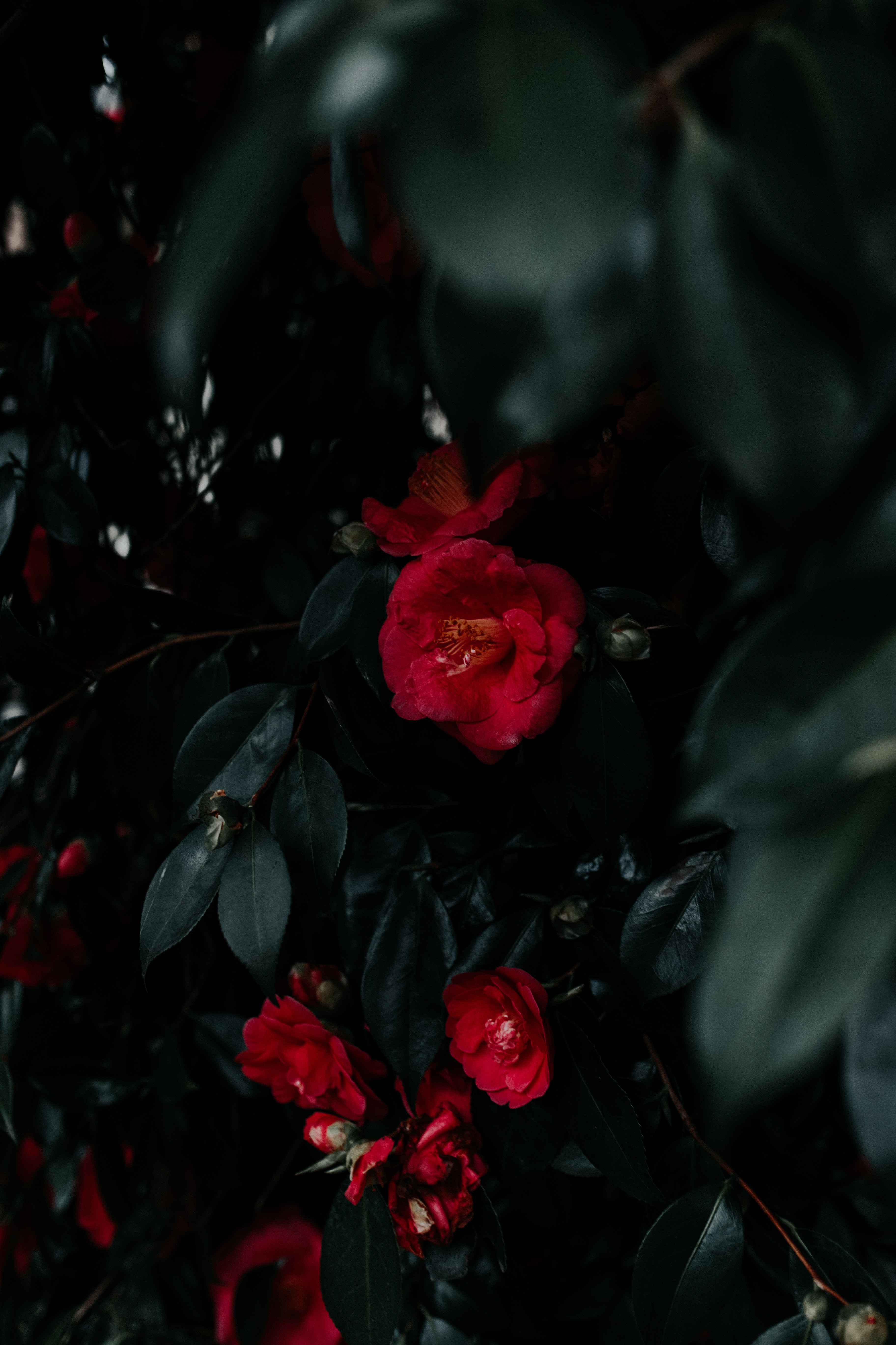 125590 Hintergrundbild herunterladen blumen, blätter, bush, rot, pflanze, busch, geranie, geranium - Bildschirmschoner und Bilder kostenlos