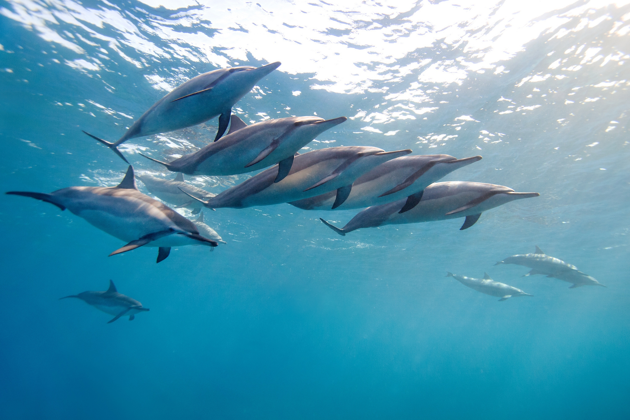 Handy-Wallpaper Tiere, Wasser, Ozean, Herde, Delfin, Hawaii, Tropischer Delfin, Tropischer Delphin kostenlos herunterladen.