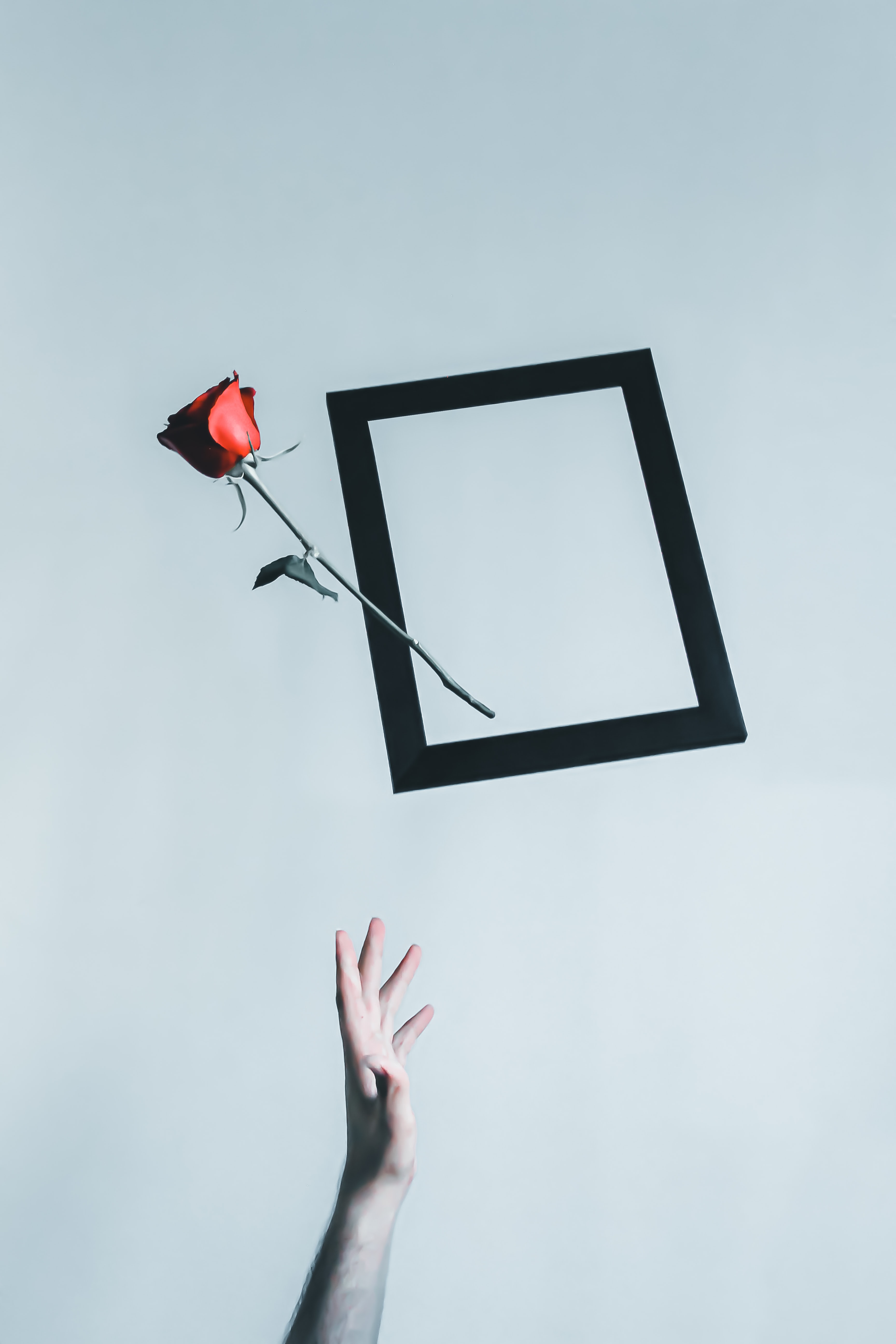 rose flower, flower, hand, rose, minimalism, frame