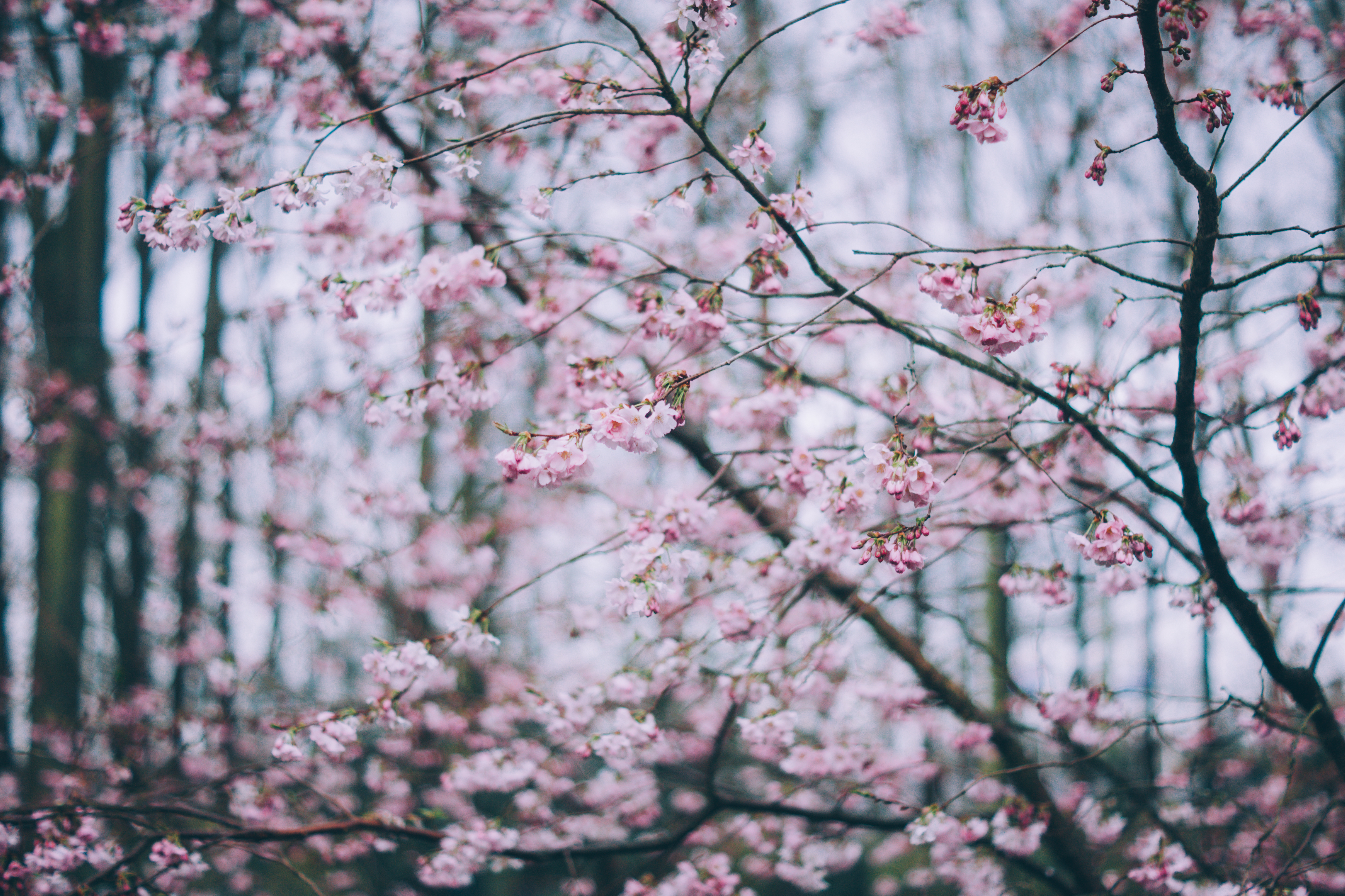 spring, nature, flowers, branches, bloom, flowering