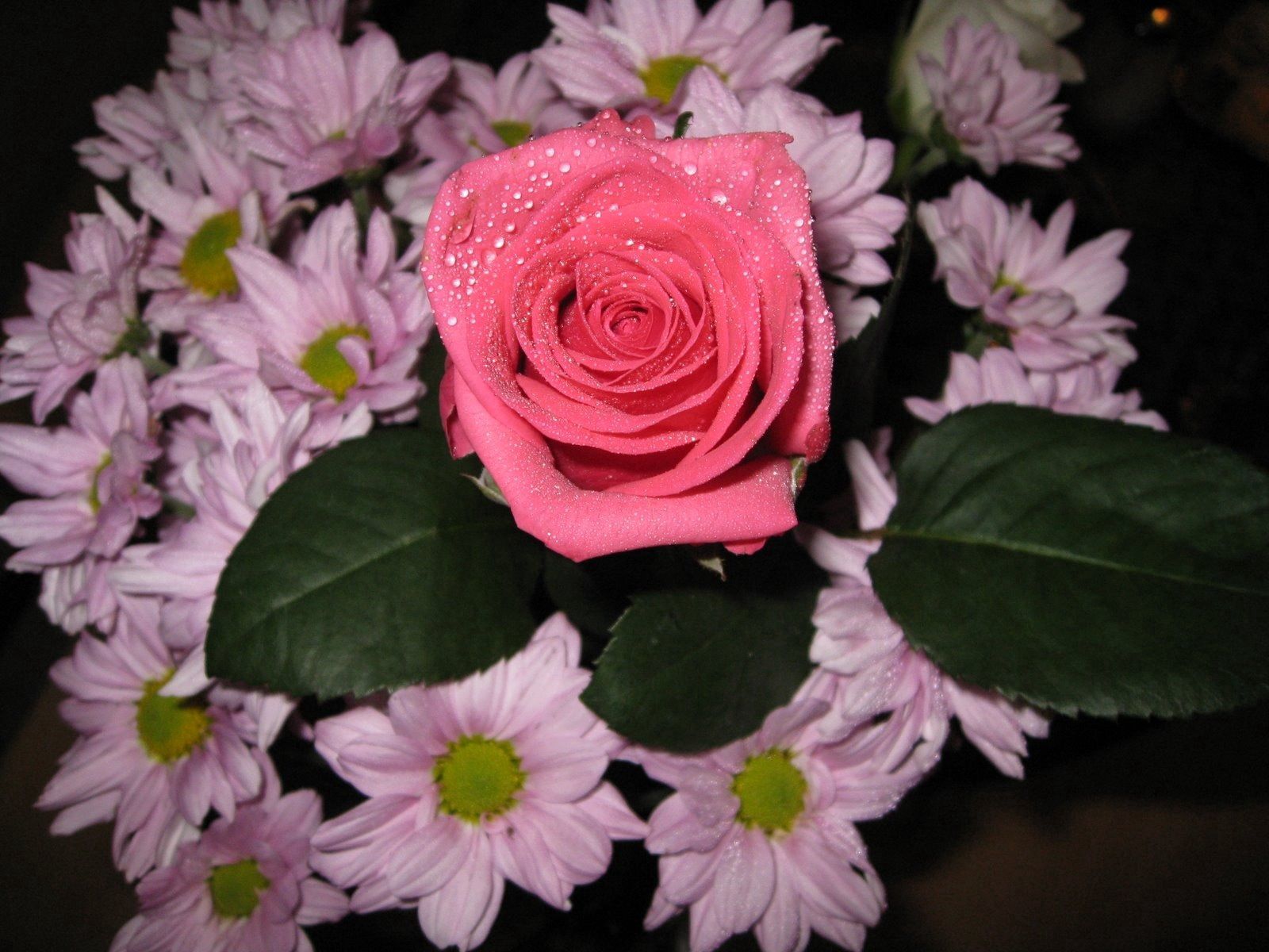 119735 Заставки и Обои Хризантемы на телефон. Скачать цветы, букет, роза, листья картинки бесплатно