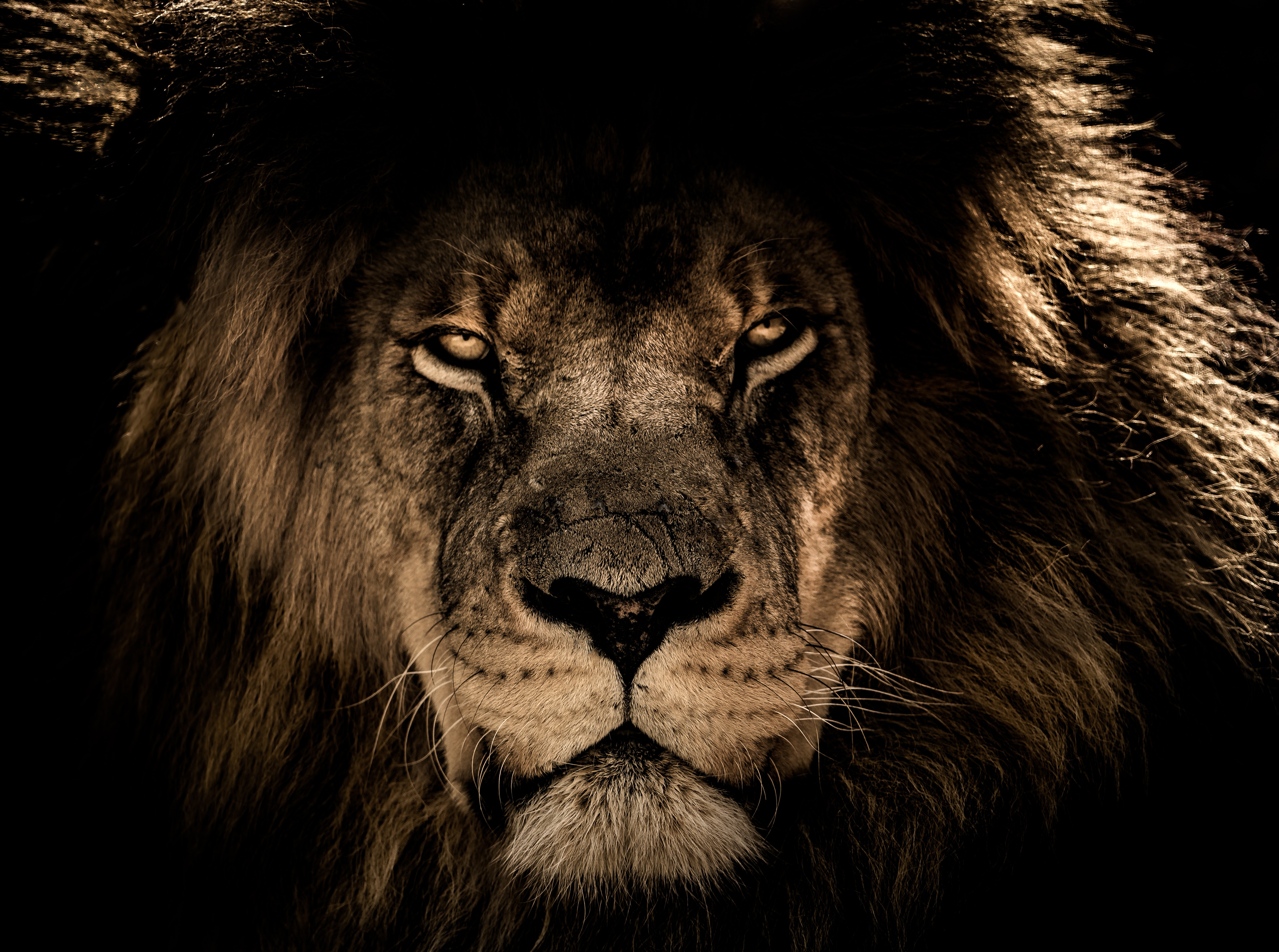 102216 baixar papel de parede animais, leão, predator, visão, focinho, um leão, predador, opinião, juba - protetores de tela e imagens gratuitamente