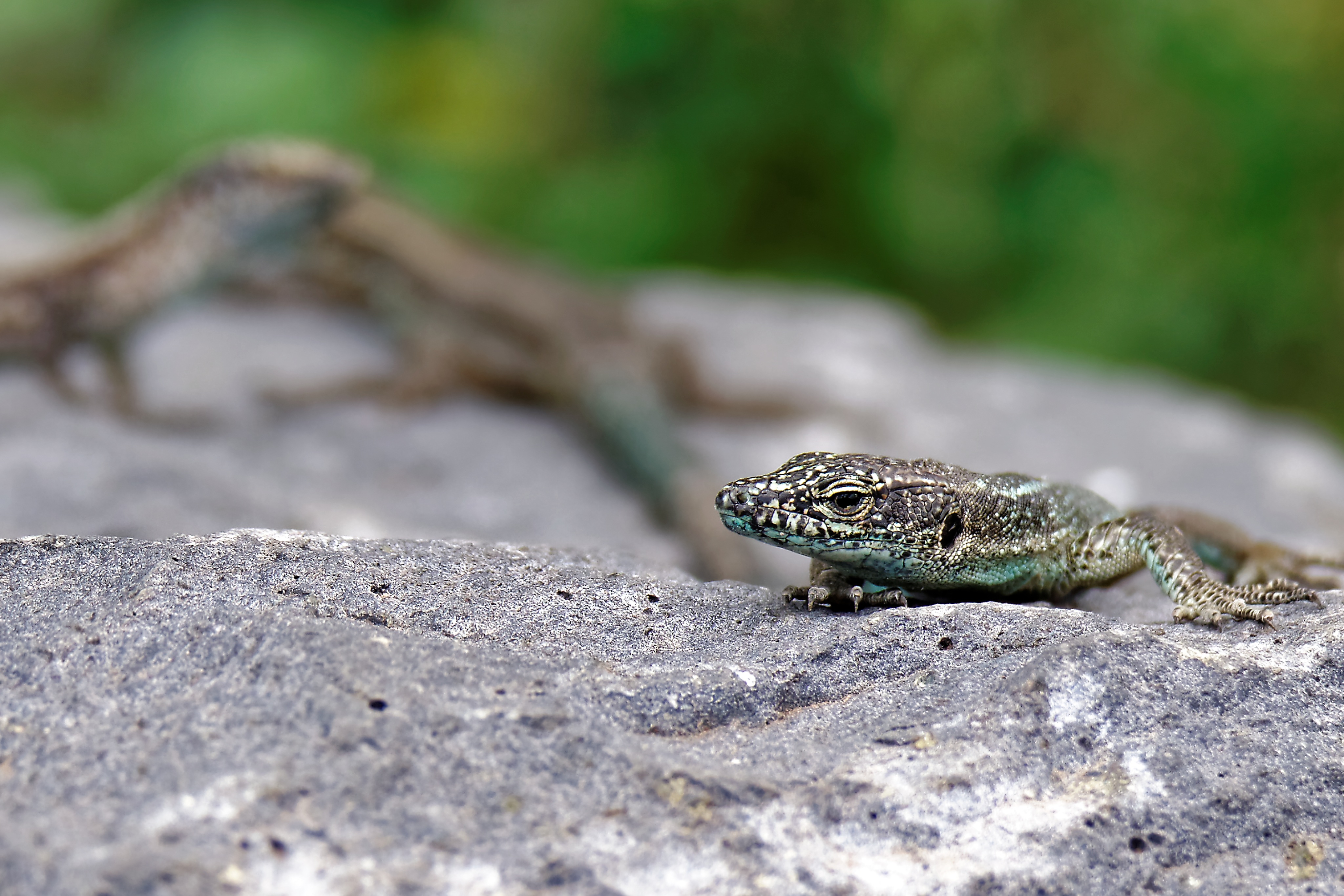 lizard, animals, crawl, stone Cell Phone Image