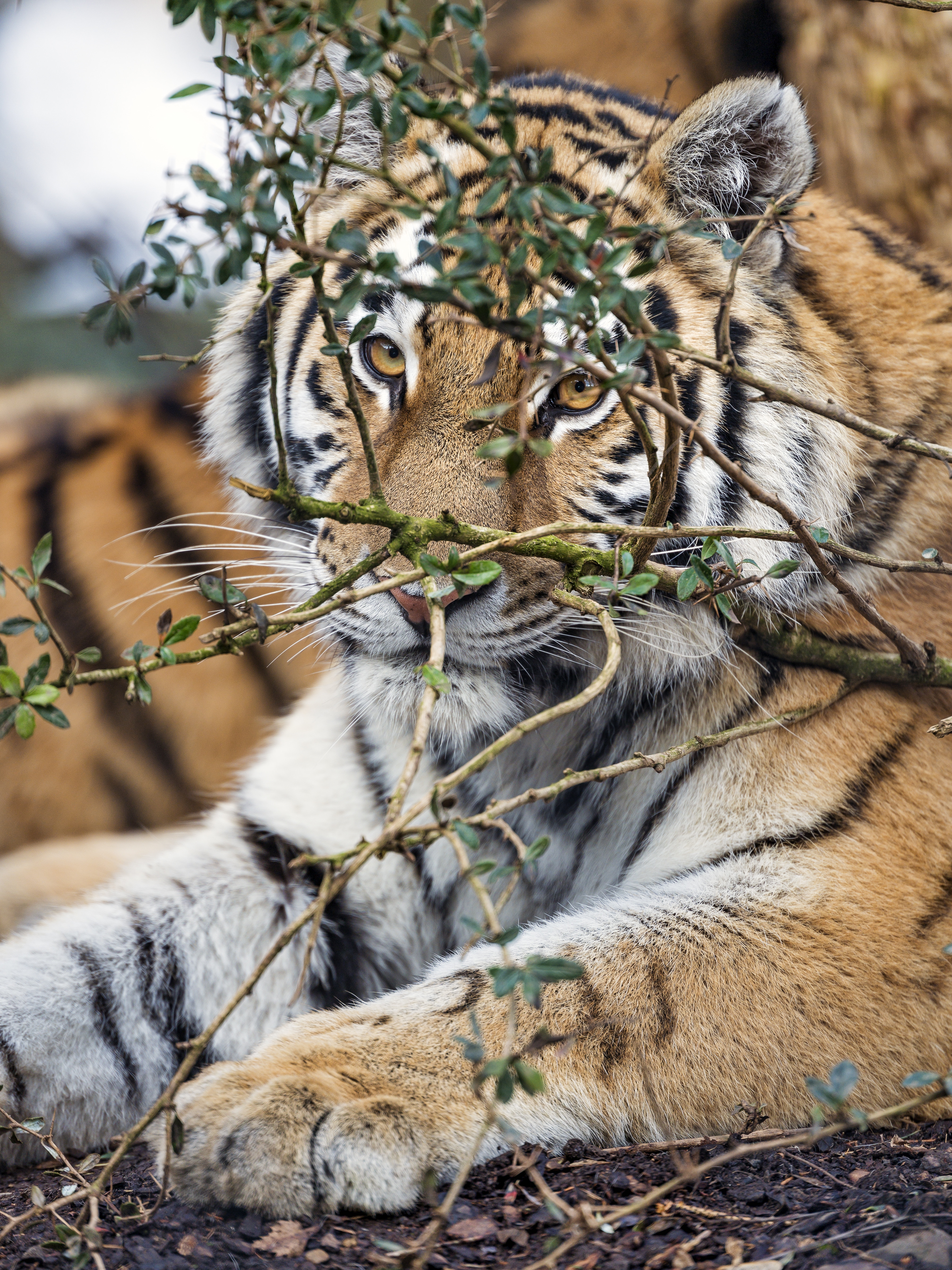 51706 Bild herunterladen tiere, raubtier, predator, große katze, big cat, sicht, meinung, tiger - Hintergrundbilder und Bildschirmschoner kostenlos