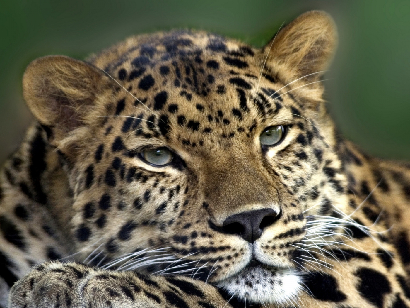 33754 Hintergrundbilder und Leopards Bilder auf dem Desktop. Laden Sie tiere, gelb Bildschirmschoner kostenlos auf den PC herunter