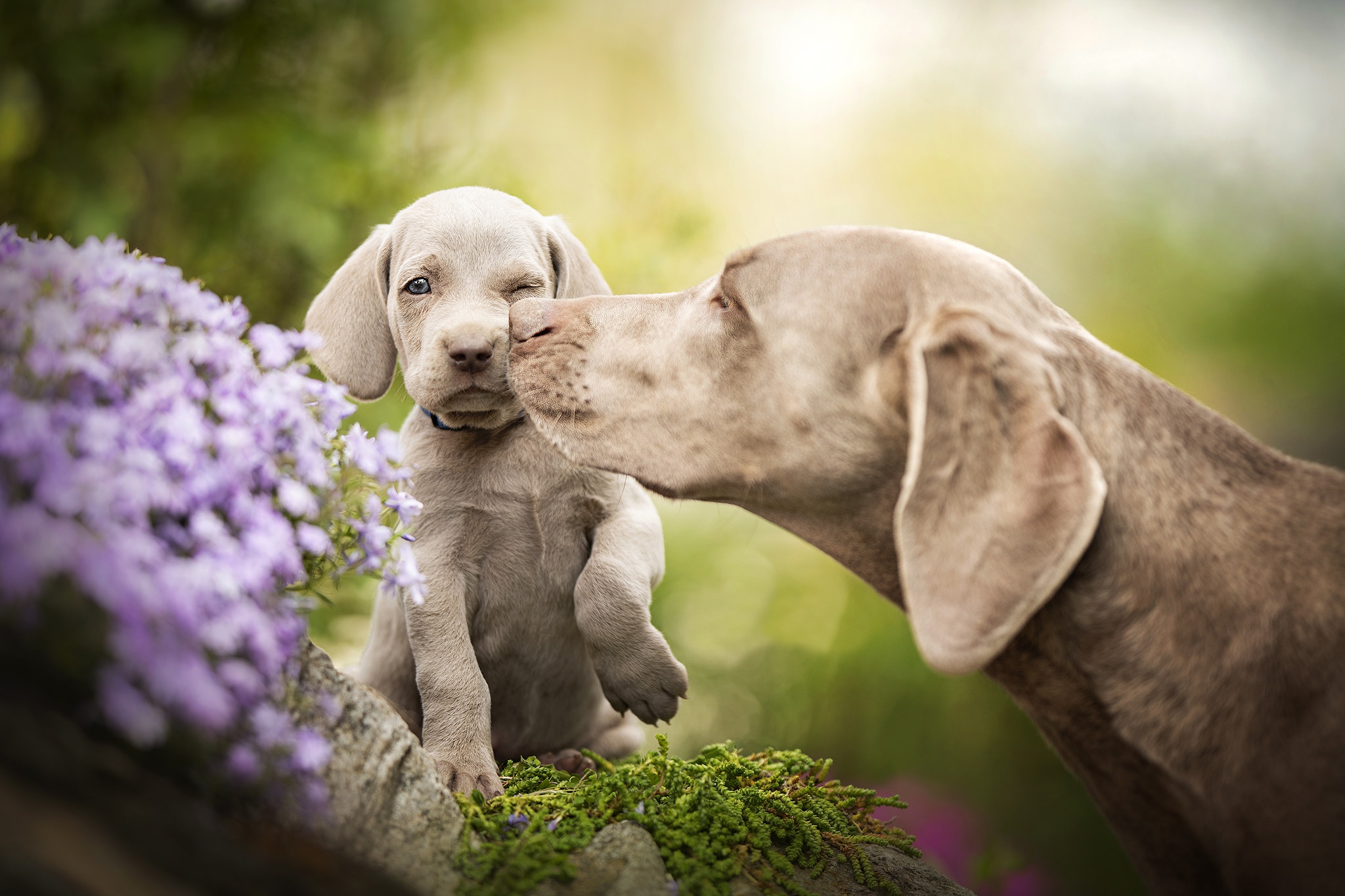 HD desktop wallpaper: Dogs, Love, Dog, Animal, Puppy, Weimaraner, Baby  Animal download free picture #432541
