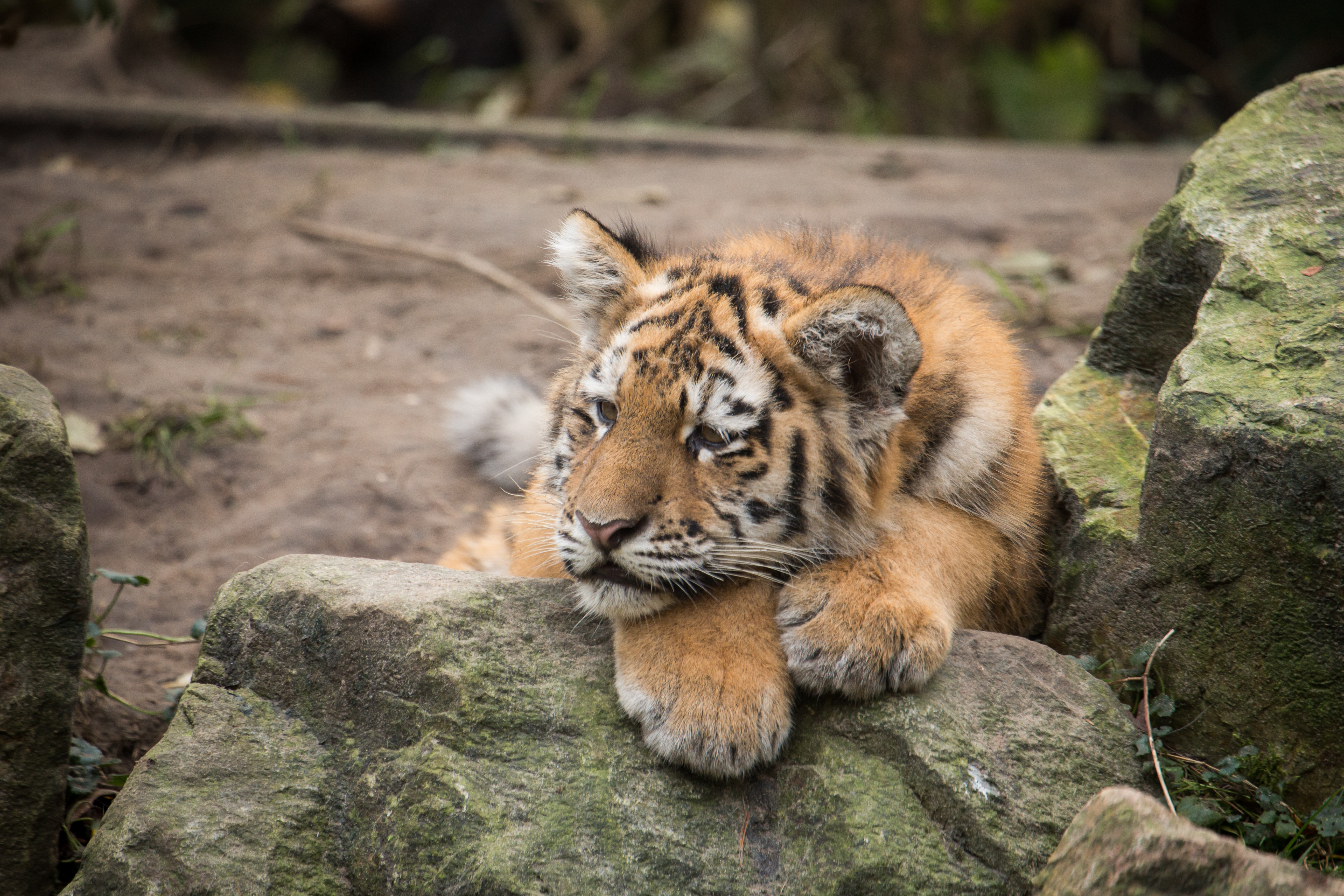 94581 Hintergrundbilder und Tigerjunges Bilder auf dem Desktop. Laden Sie amur-tiger, predator, tiger, tiere Bildschirmschoner kostenlos auf den PC herunter