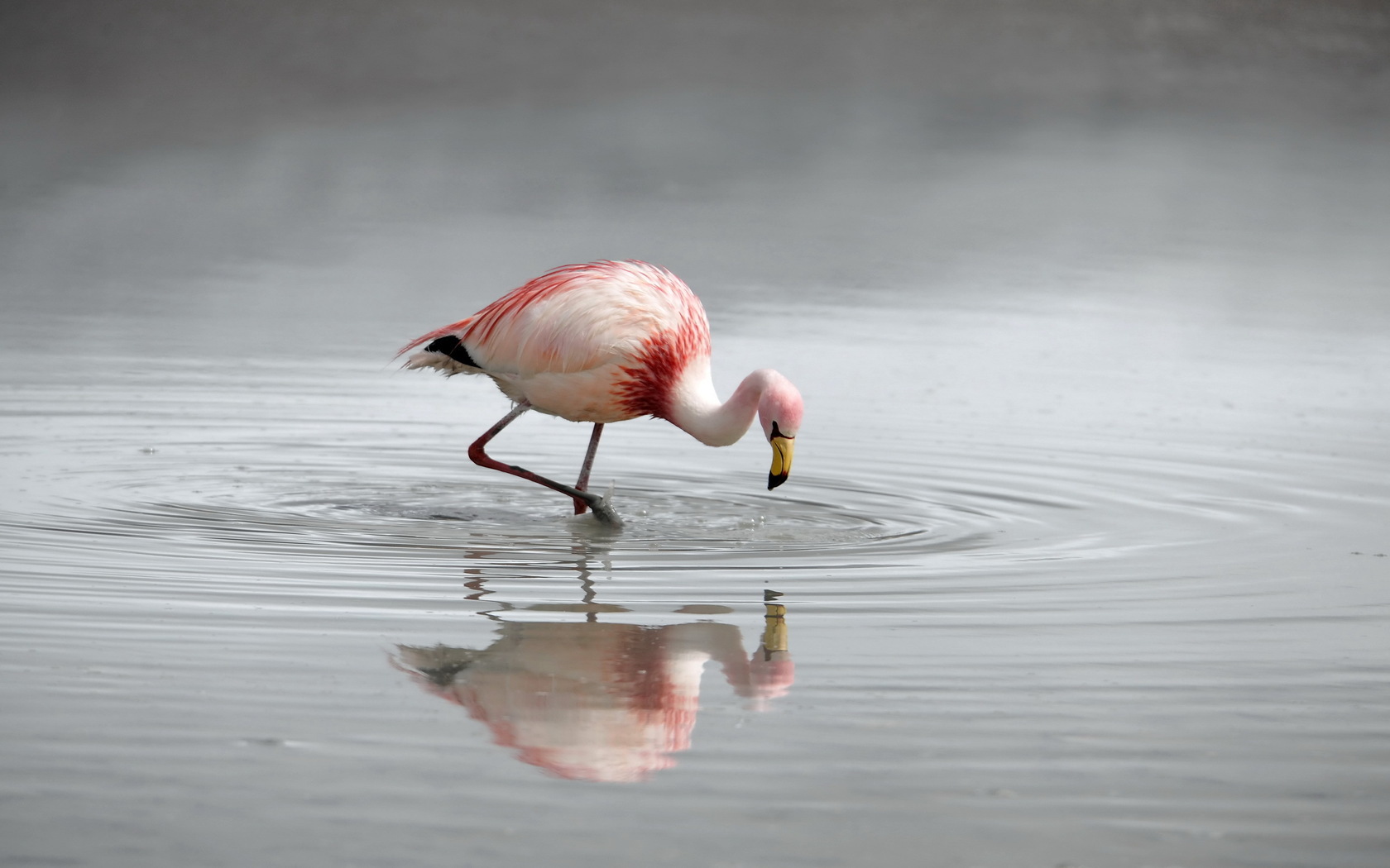 41812 Bild herunterladen tiere, vögel, flamingo, grau - Hintergrundbilder und Bildschirmschoner kostenlos