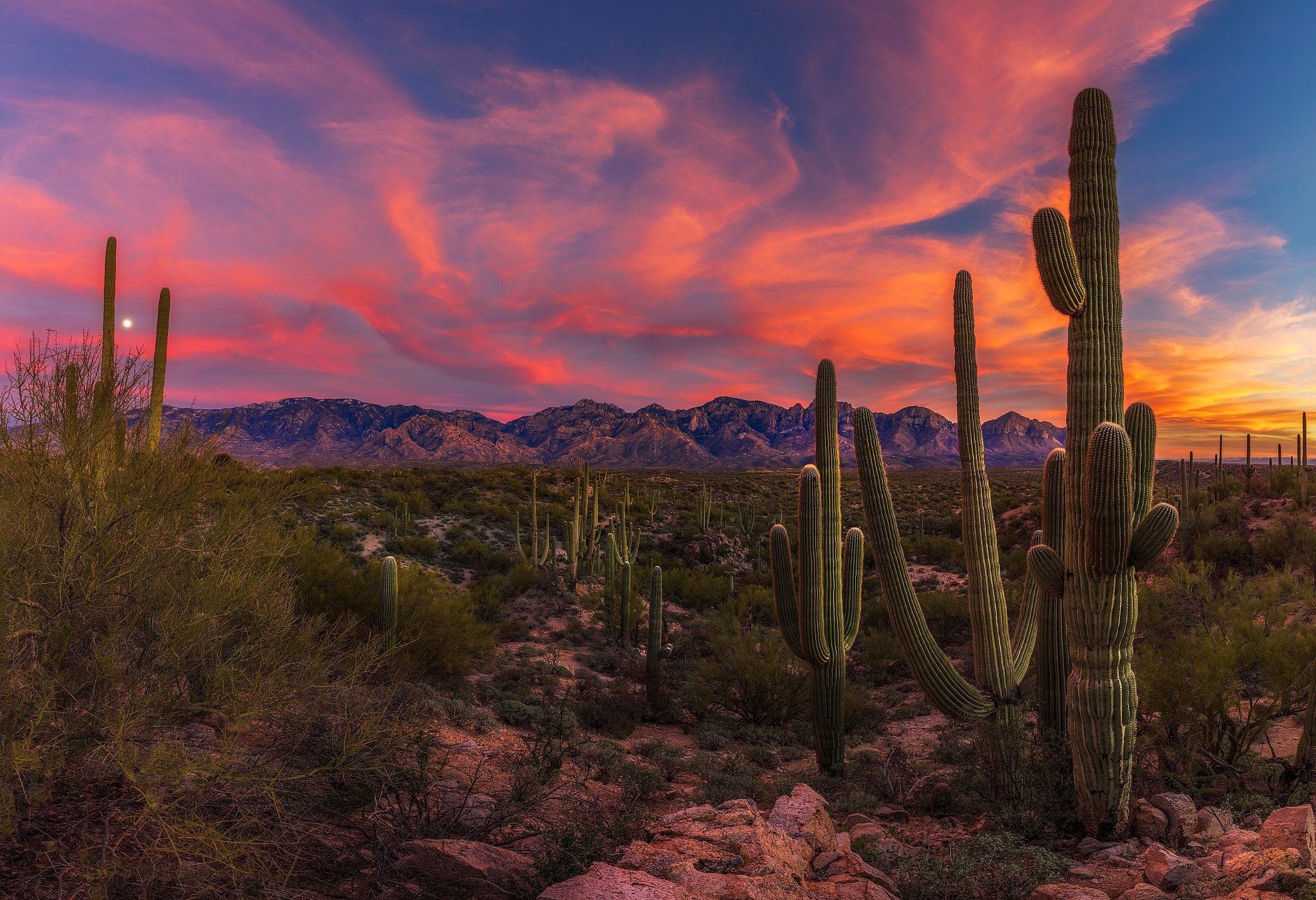 How To Use Desert As An Adjective In A Sentence