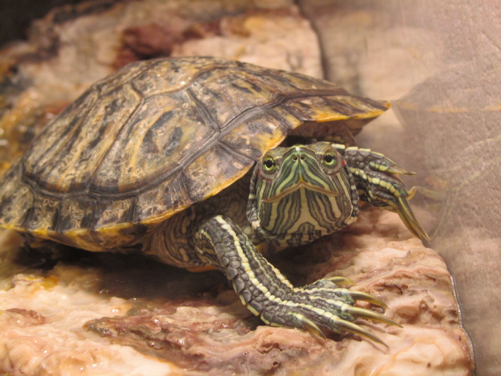 animals, sight, opinion, shell, carapace, turtle