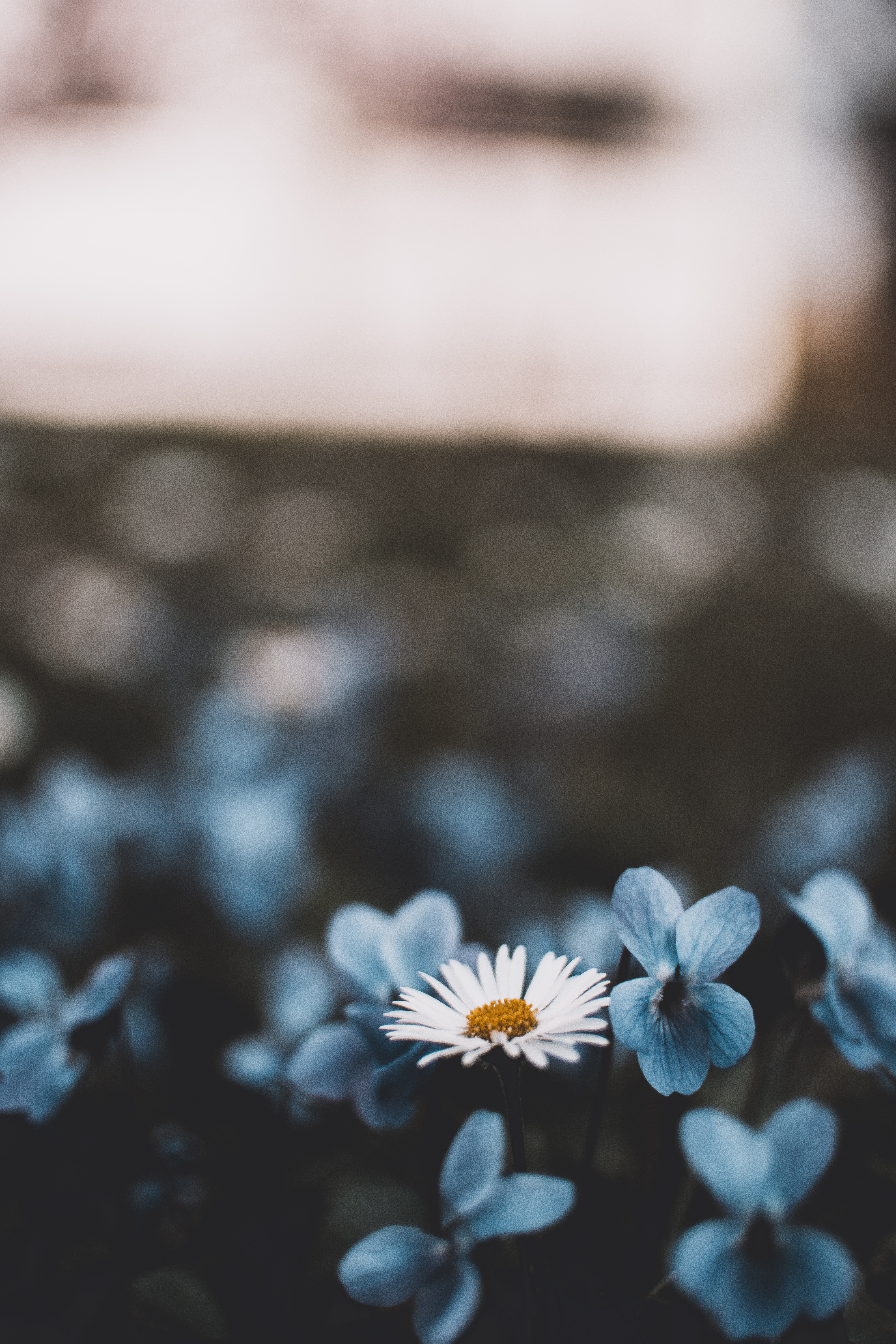 flowering, flowers, camomile, blur, smooth, bloom, chamomile HD wallpaper
